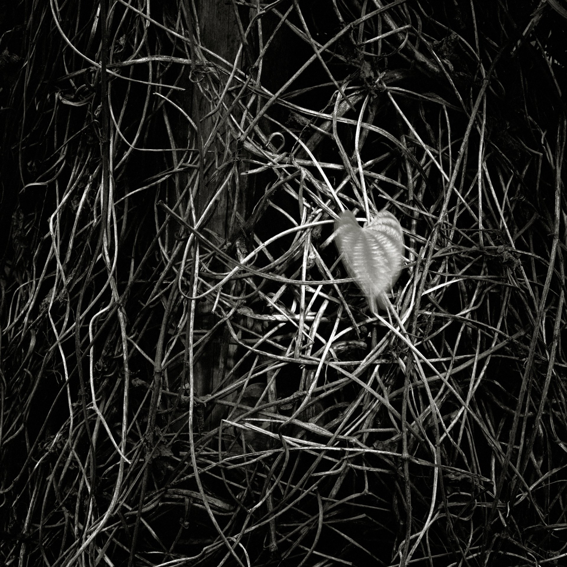 心葉 Leaf 2005.JPG