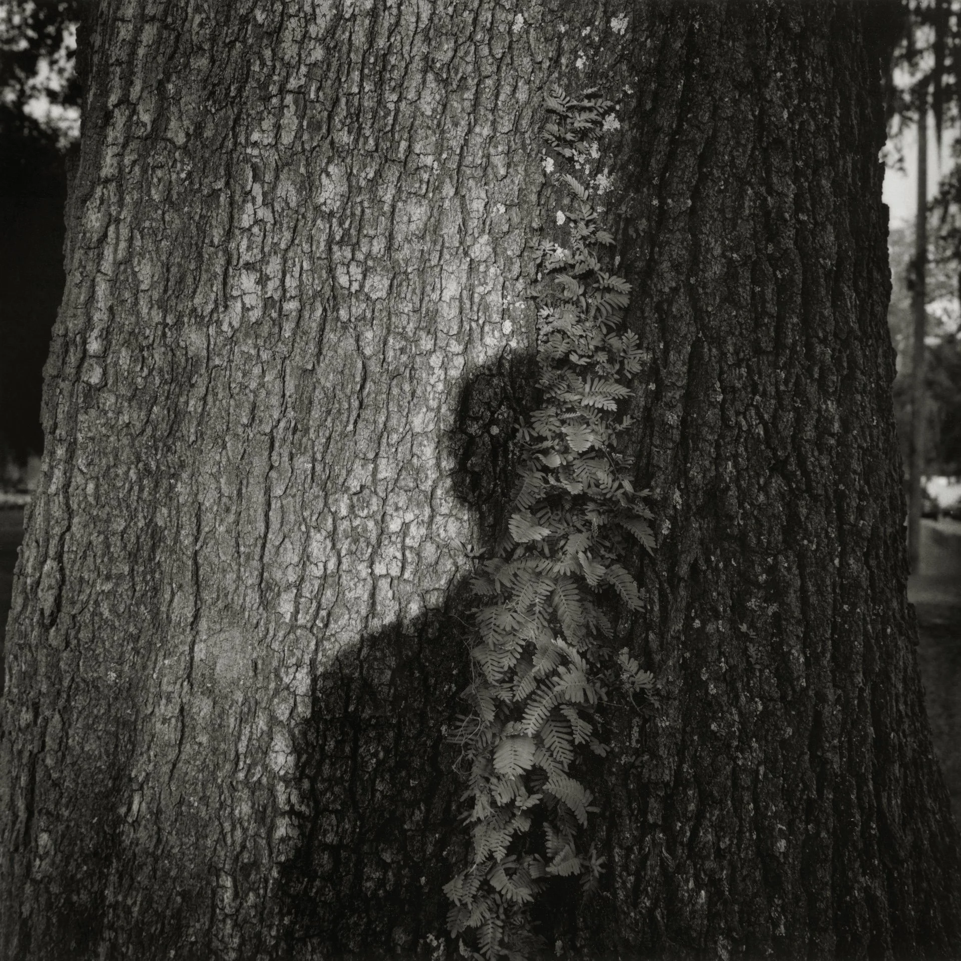 影子 Shadow 1999.JPG