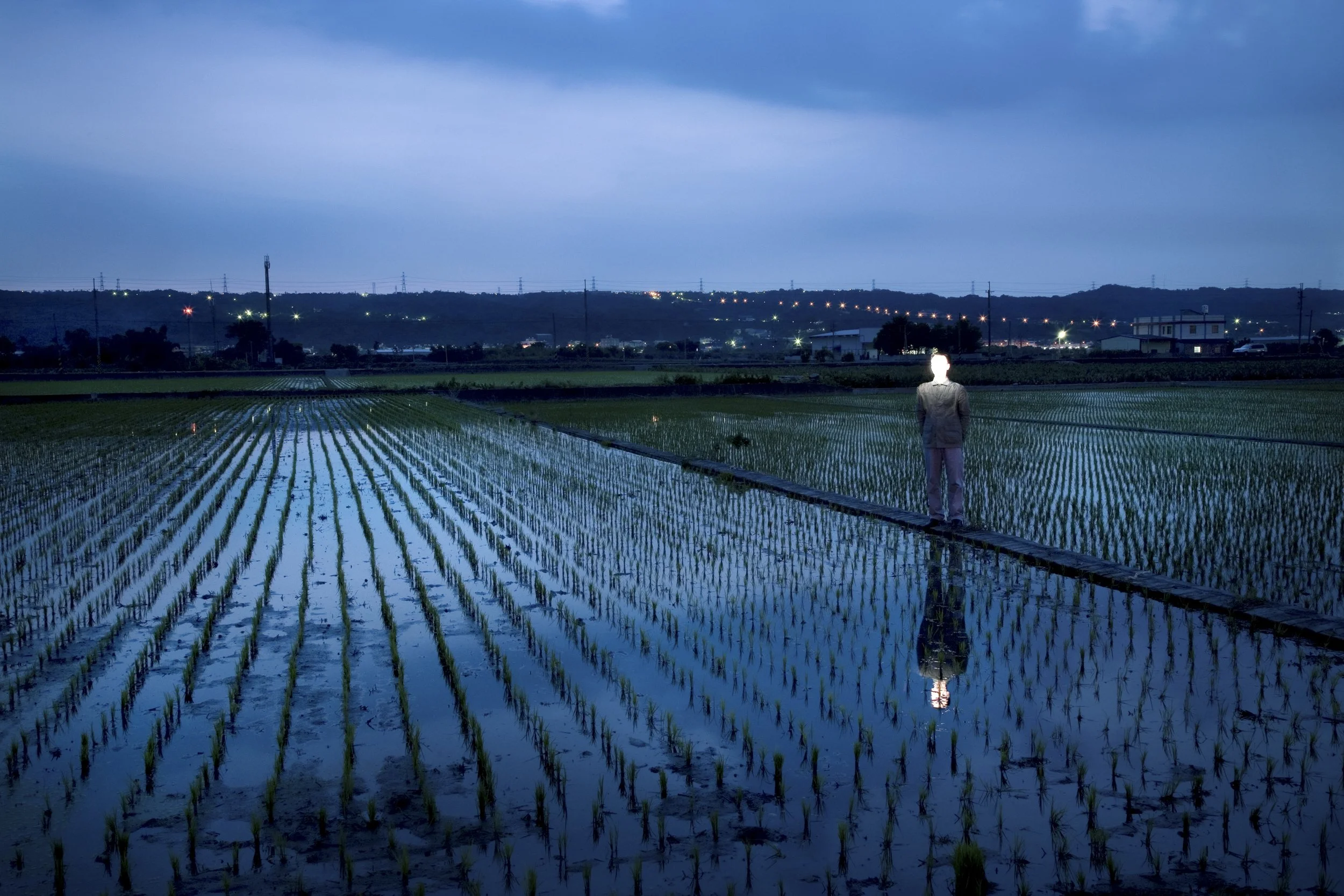稻田 Rice Field 2007.jpg