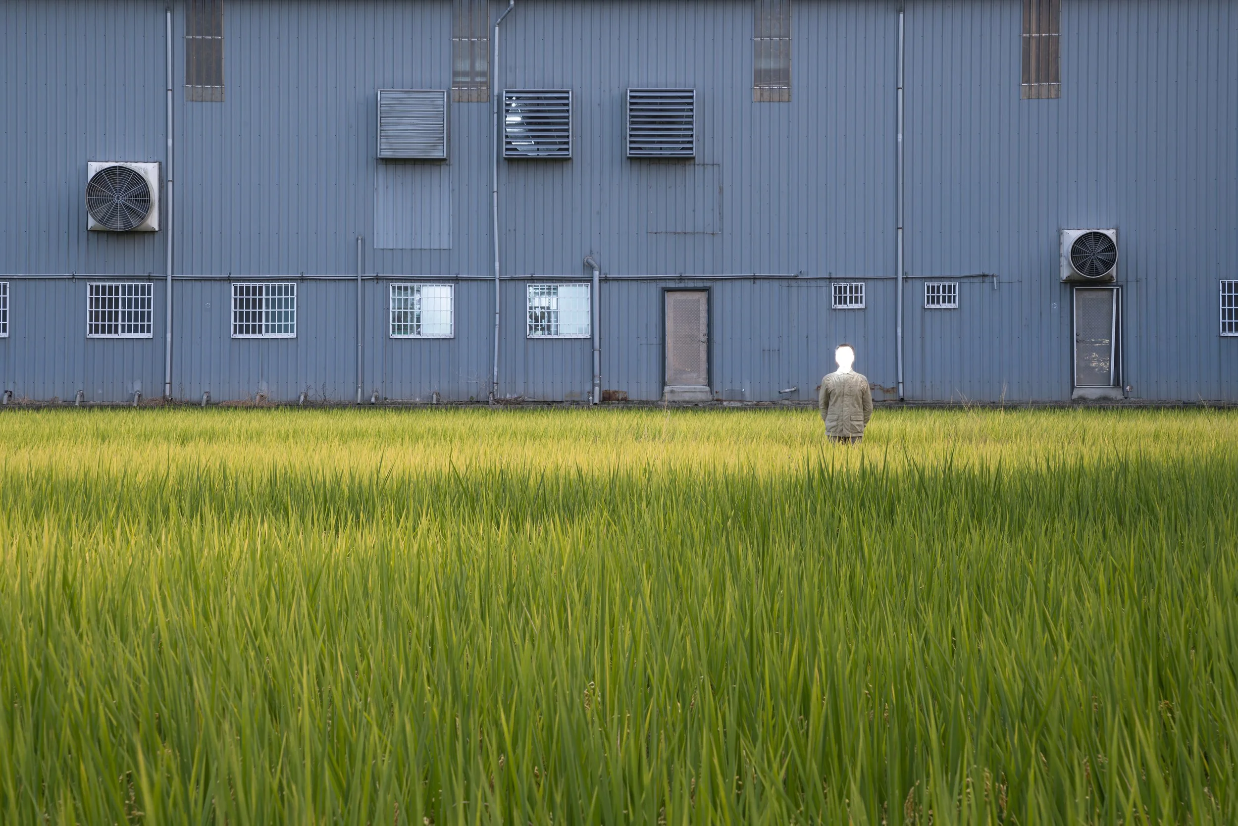 台灣「美景」—田園風光02.jpg
