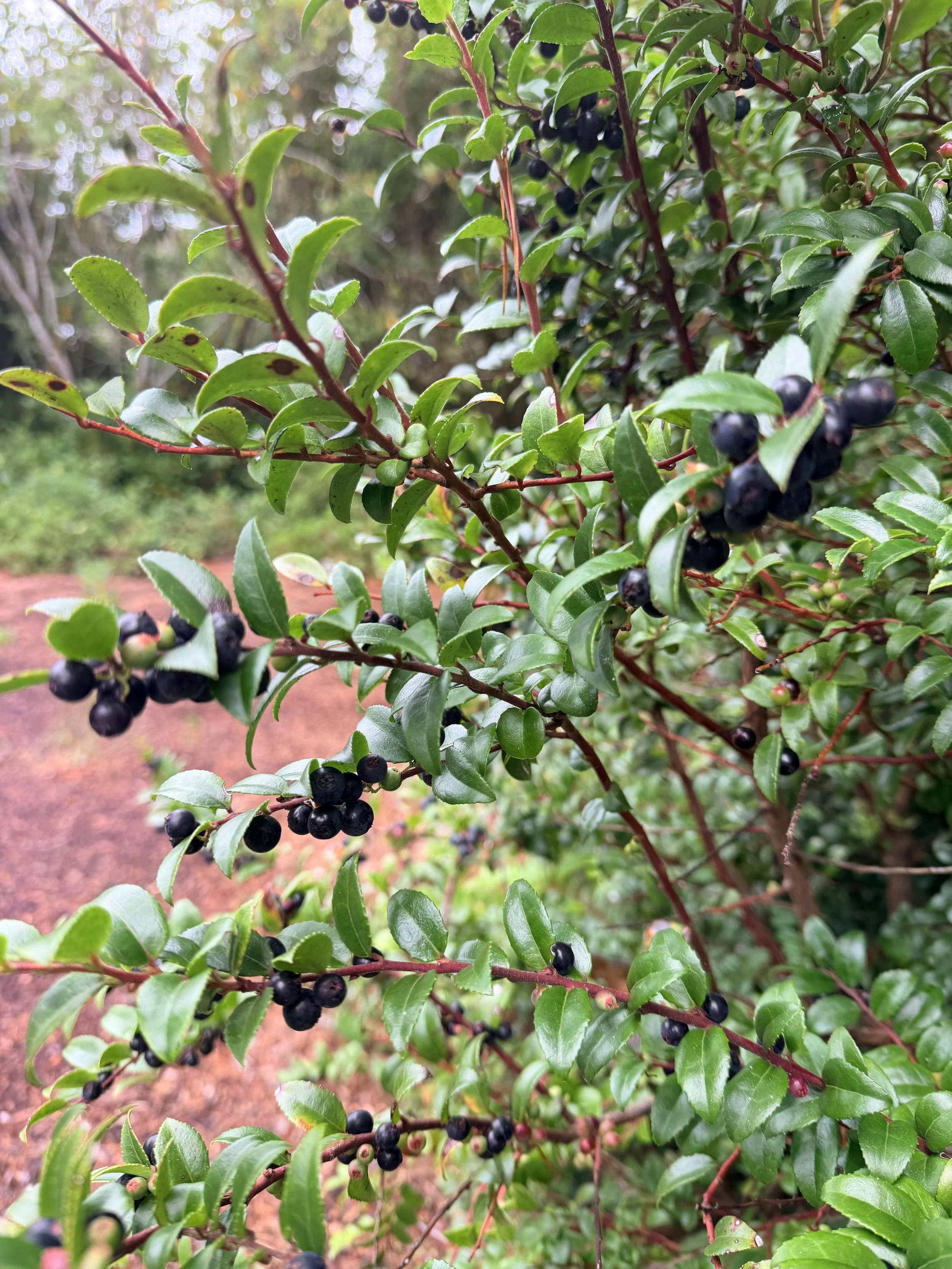 Close-up of a leafy shrub with clusters of ripe black berries and unripe green fruit on reddish branches
