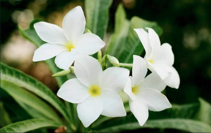 White plumeria flowers with yellow centers surrounded by green leaves