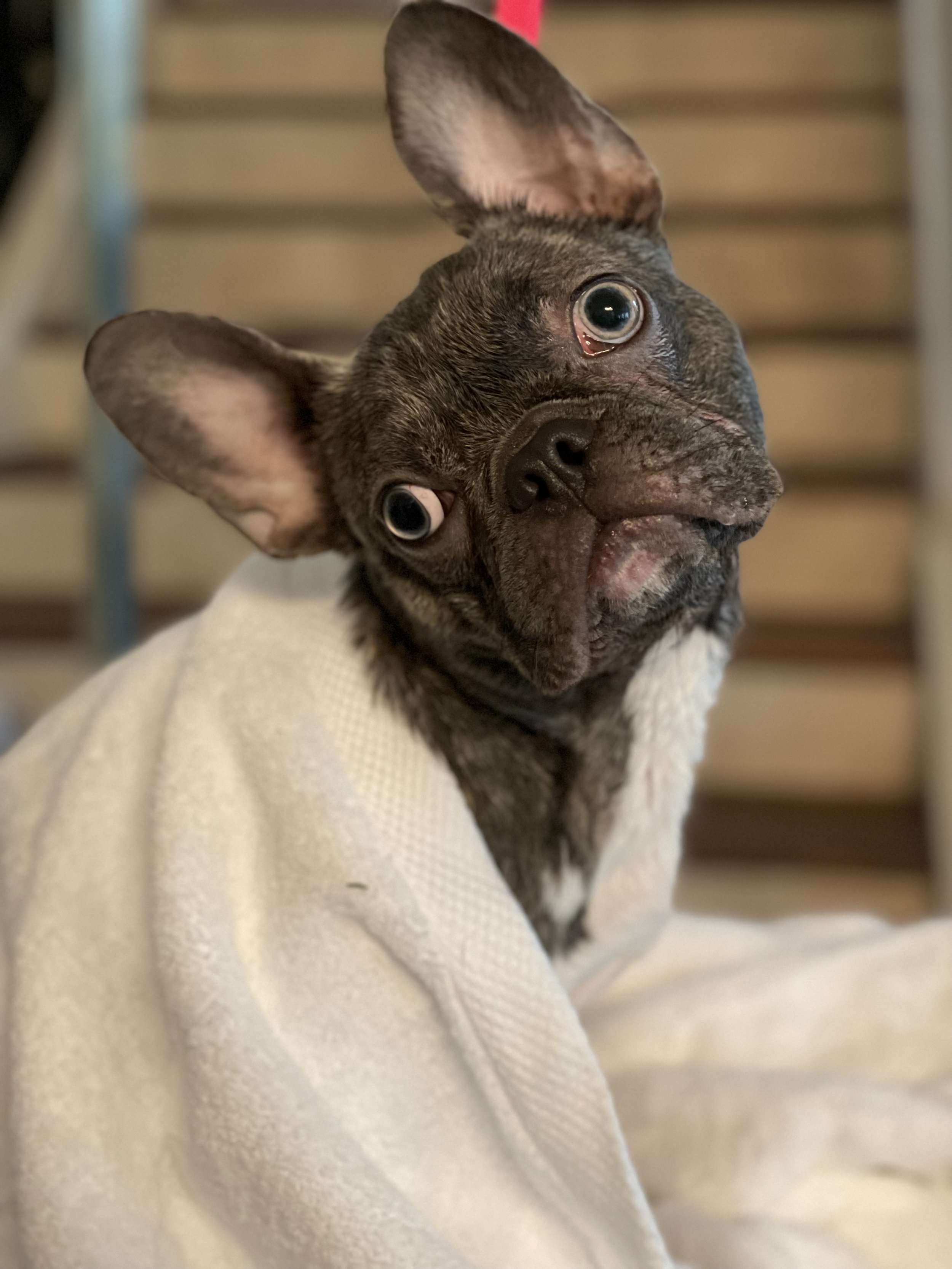 Close-up of a small dog, possibly a French Bulldog or similar breed, with large ears, big round eyes, and a brindle coat. The dog is wrapped in a light-colored blanket and appears to be indoors with stairs in the background.