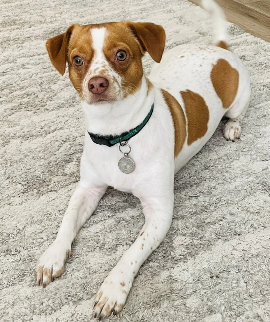 A brown and white dog with a green collar and a round metal tag, lying on a light-colored textured rug.