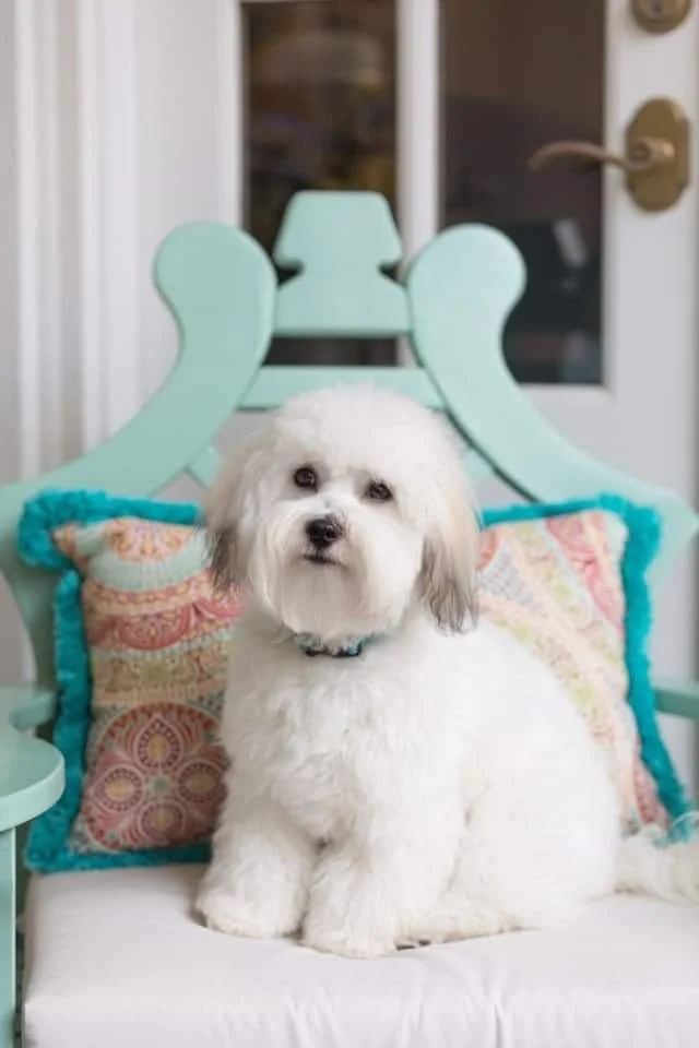 A fluffy white dog sitting on a colorful cushioned chair on a porch or patio with a door in the background.