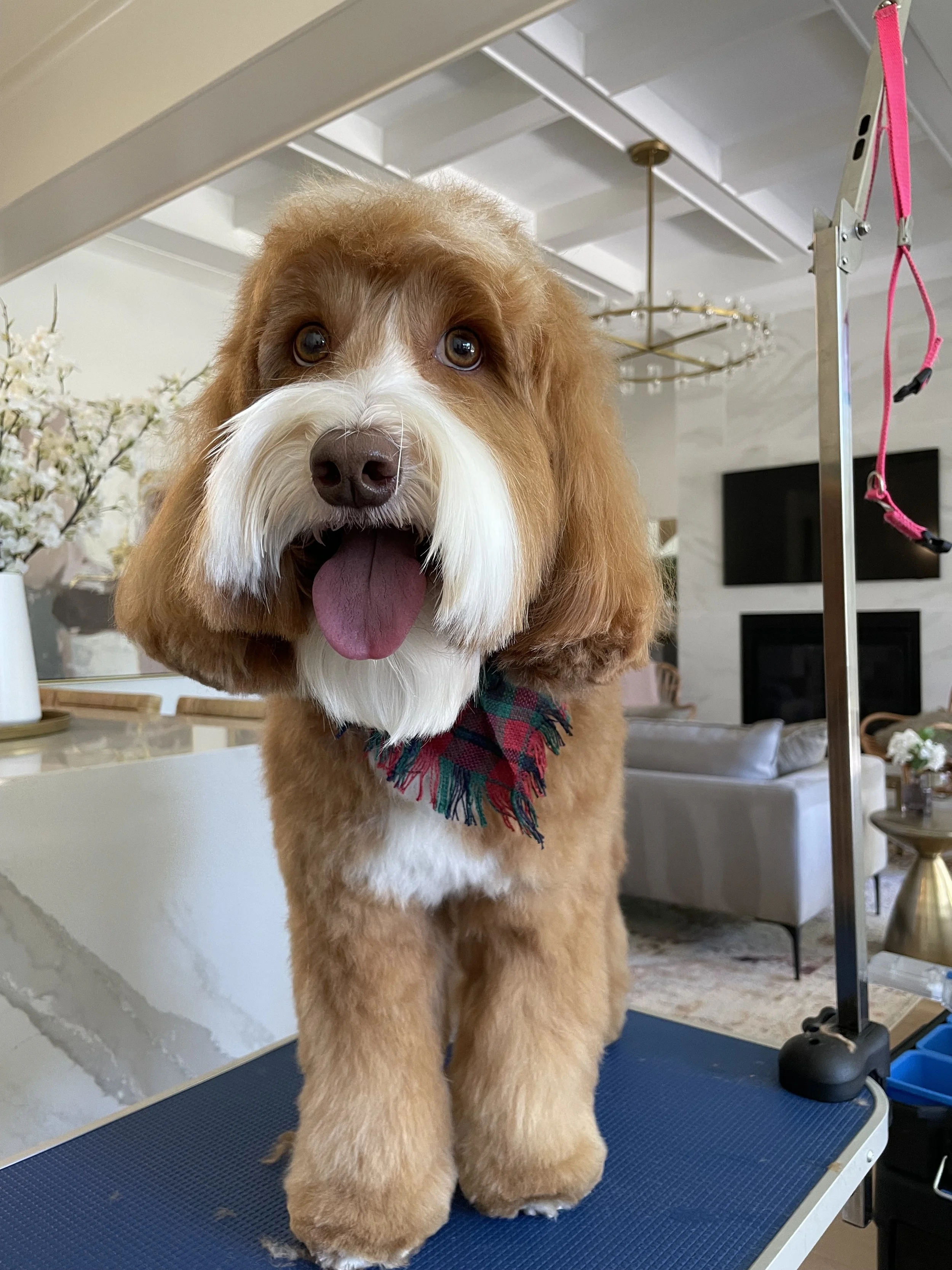 A fluffy brown and white dog with a colorful bandana around its neck, standing on a grooming table inside a house.