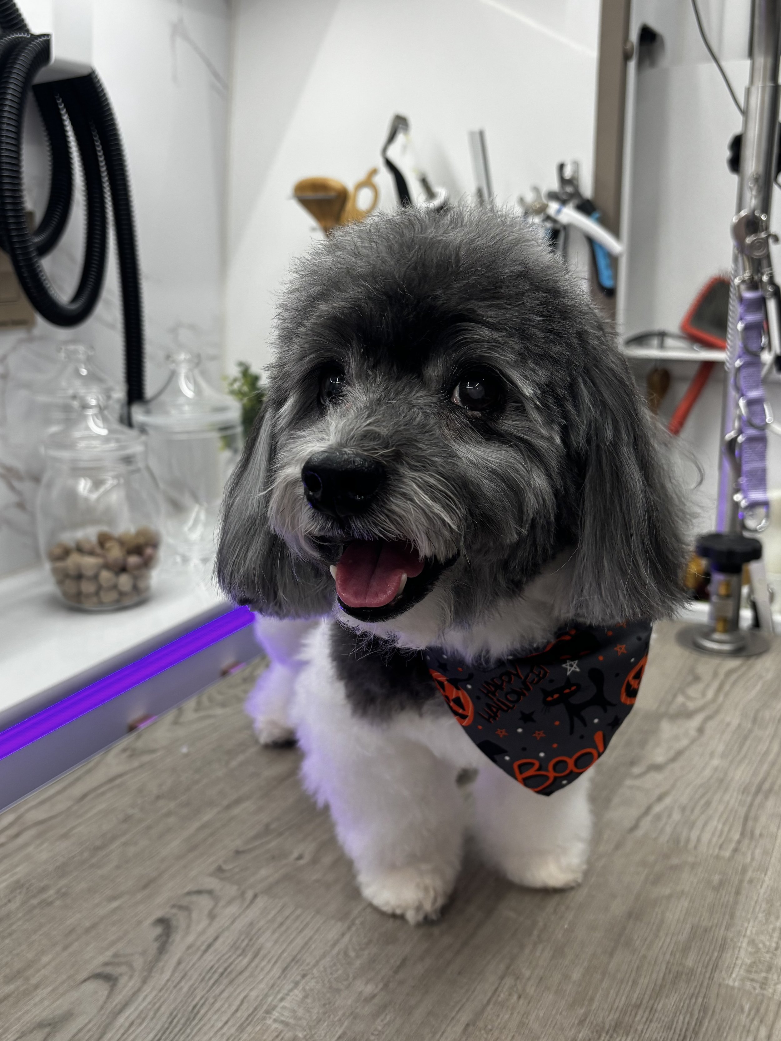 A poodle mix dog with a white and grey patched coat standing on the grooming table in a fluffy hair style. 