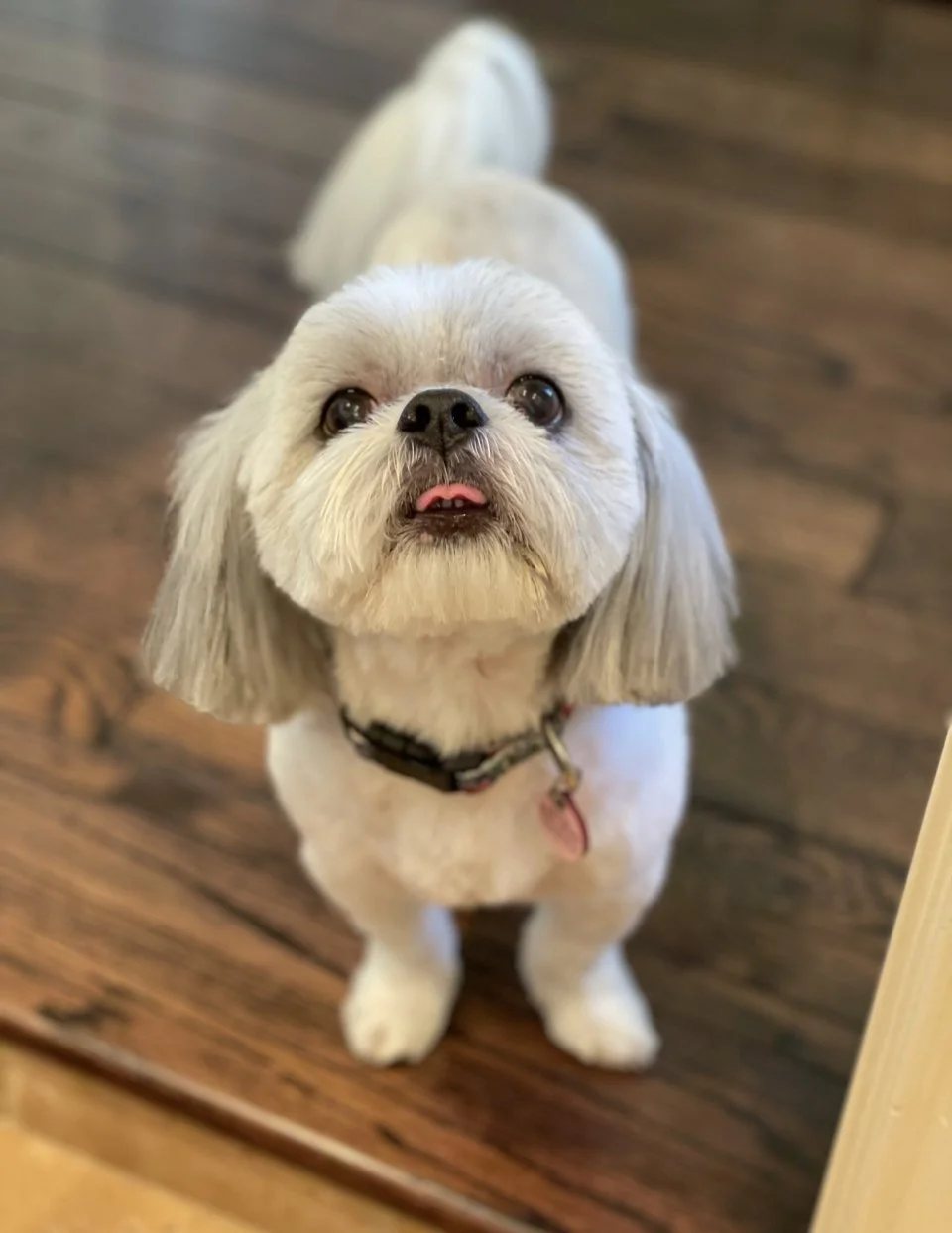 A small, light-colored dog with long floppy ears looking up with its tongue slightly out, standing on a wooden floor.