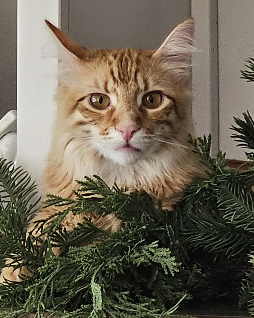 A ginger cat with yellow eyes and a pink nose sitting behind green pine branches.