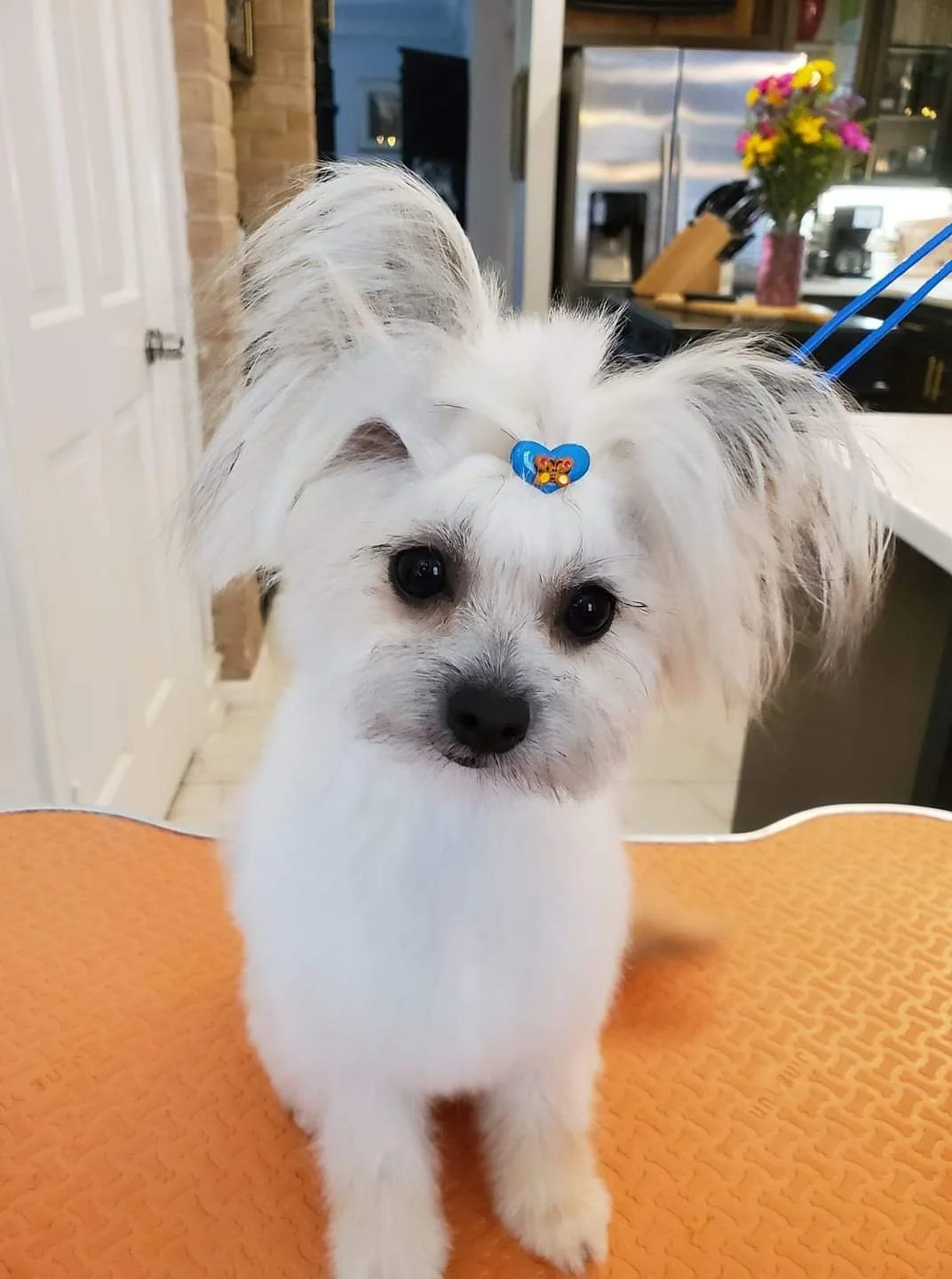 A small white puppy with fluffy ears and dark eyes standing on an orange placemat in a kitchen, with a blue bow or clip on its head.