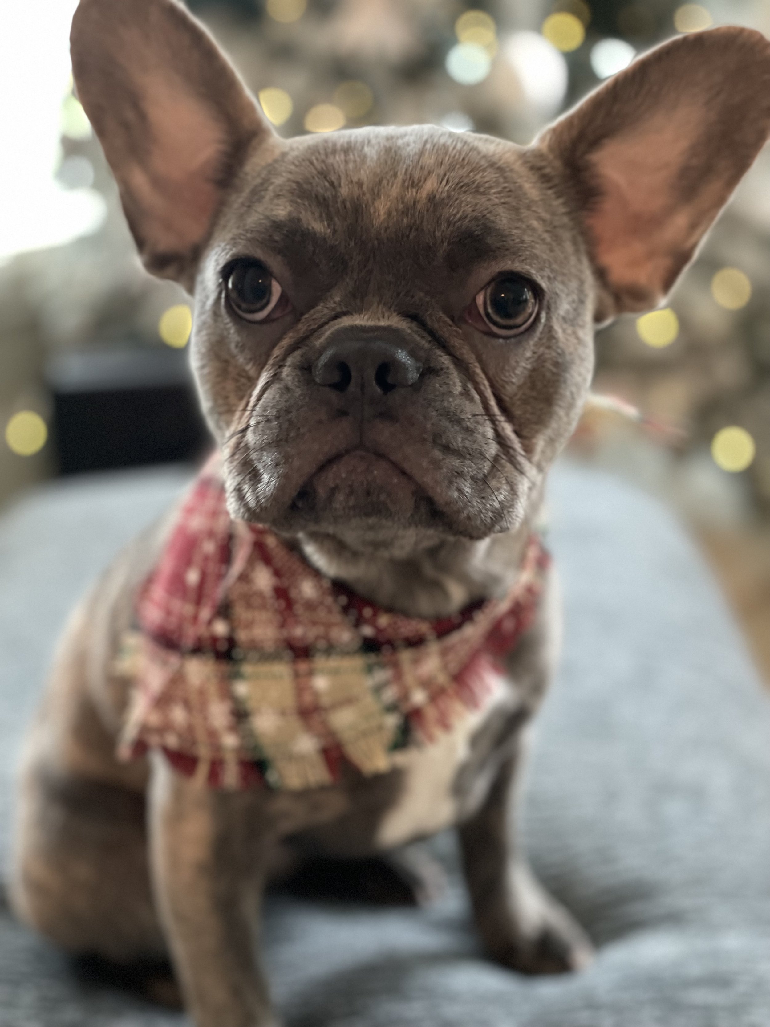 Close-up of a small dog with large ears, wearing a red and tan plaid harness, sitting on a dark surface with a blurred background featuring hanging lights.