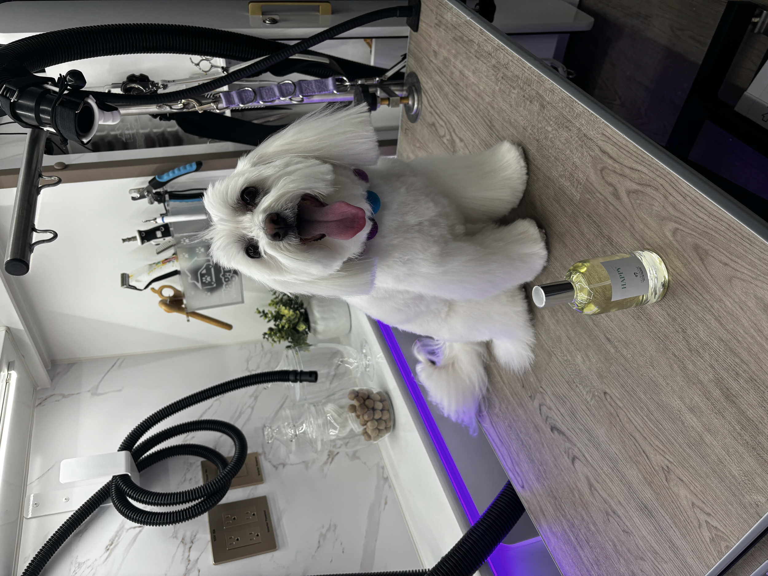 A white Coton De Tulear clipped in a lamb style trim sitting on the grooming table with a bottle of iGroom perfume. 