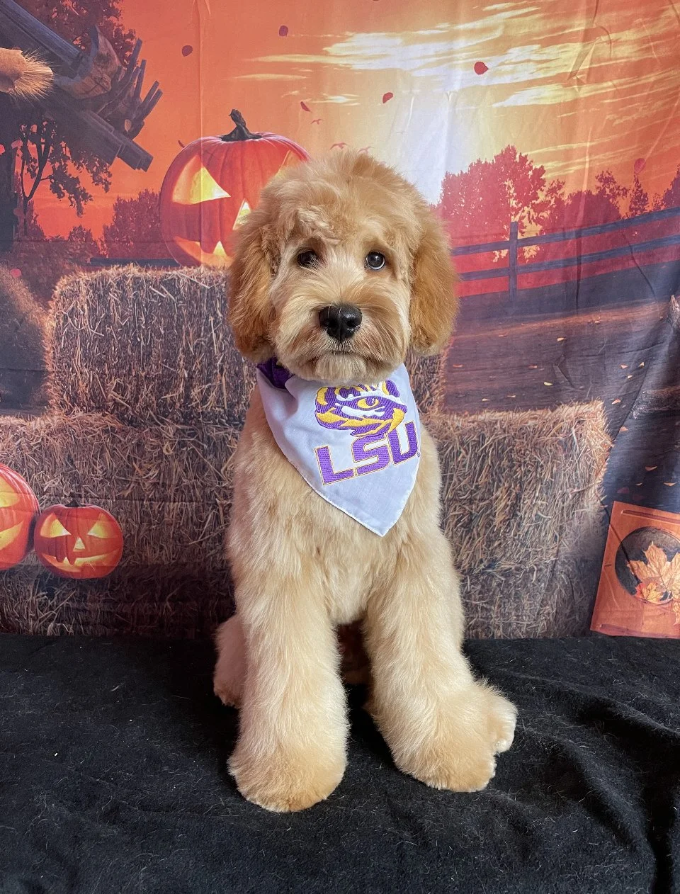 A cute puppy with light brown, curly fur sitting on black fabric, wearing a white bandana with LSU logo, in front of a Halloween-themed backdrop featuring pumpkins, hay bales, and autumn scenery.