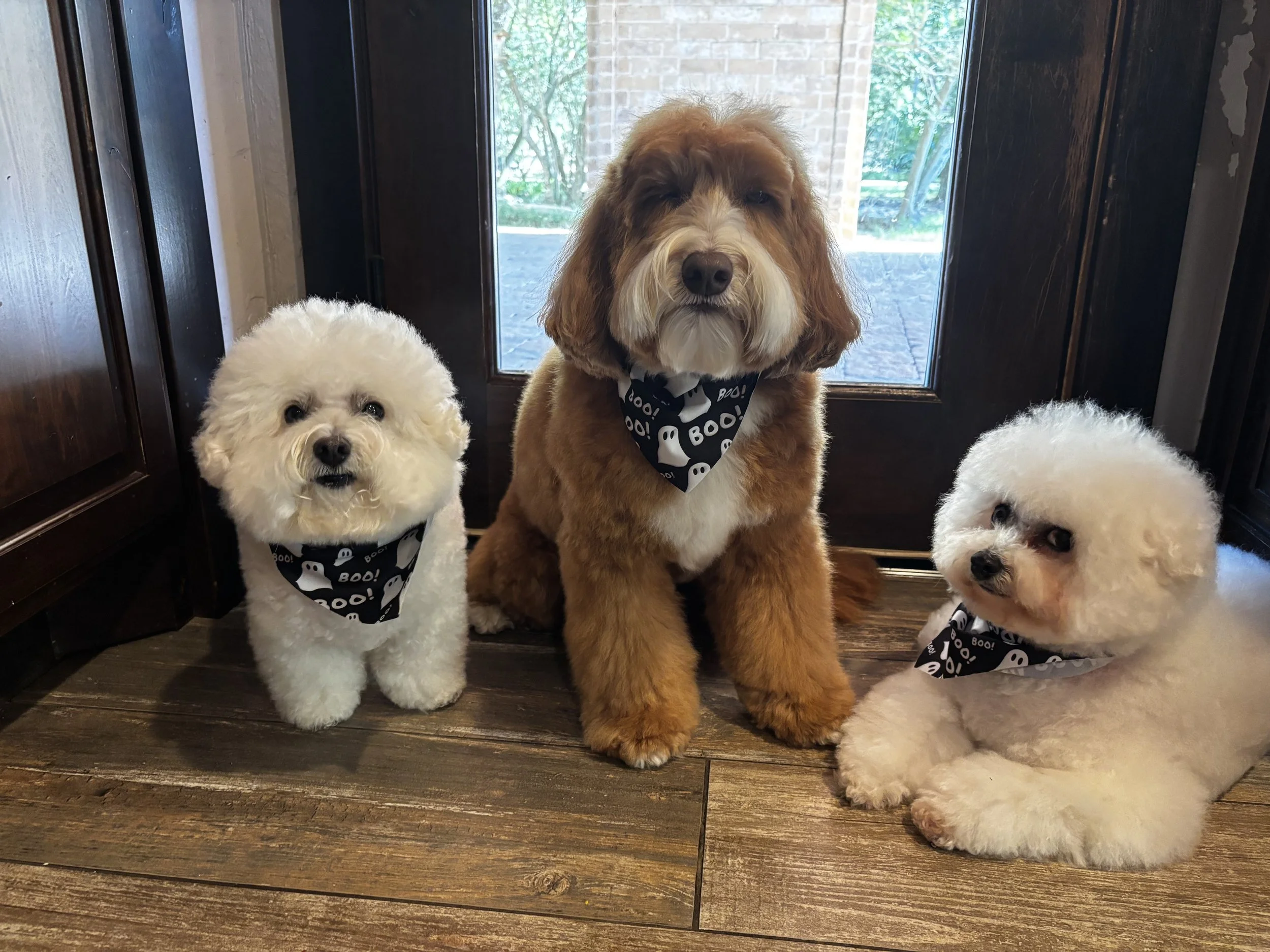 A white Bichon Frise, a red and white Aussiedoodle and another white Bichon Frise all pose by their door showing off their Halloween bandanas. 