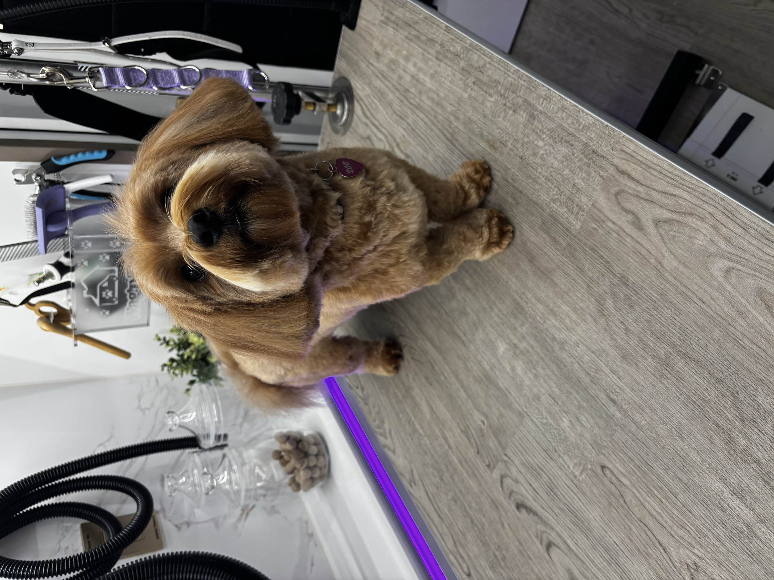 A red Havanese waiting for a treat on the grooming table inside the mobile grooming van. 