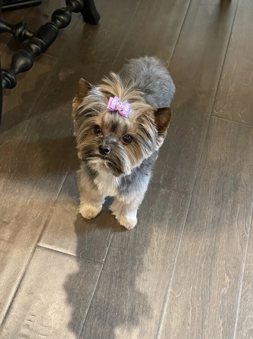 Small dog with a pink bow on its head, standing on a wooden floor next to a black chair leg.