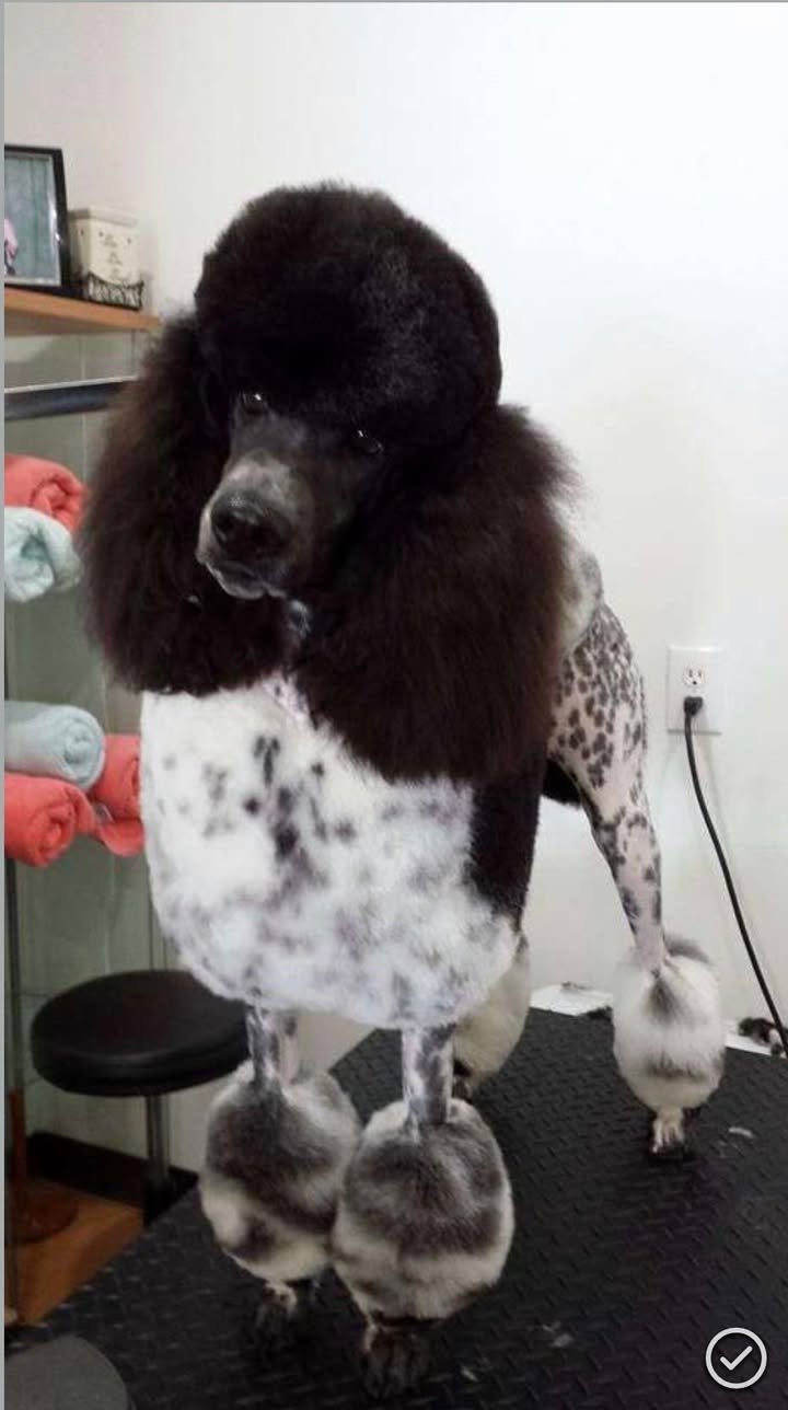 A dog with a creative grooming style resembling a lion, with a large fluffy mane around its head, a white coat with black spots on its body, and fluffy paws that look like slippers, standing on a grooming table in a grooming salon.