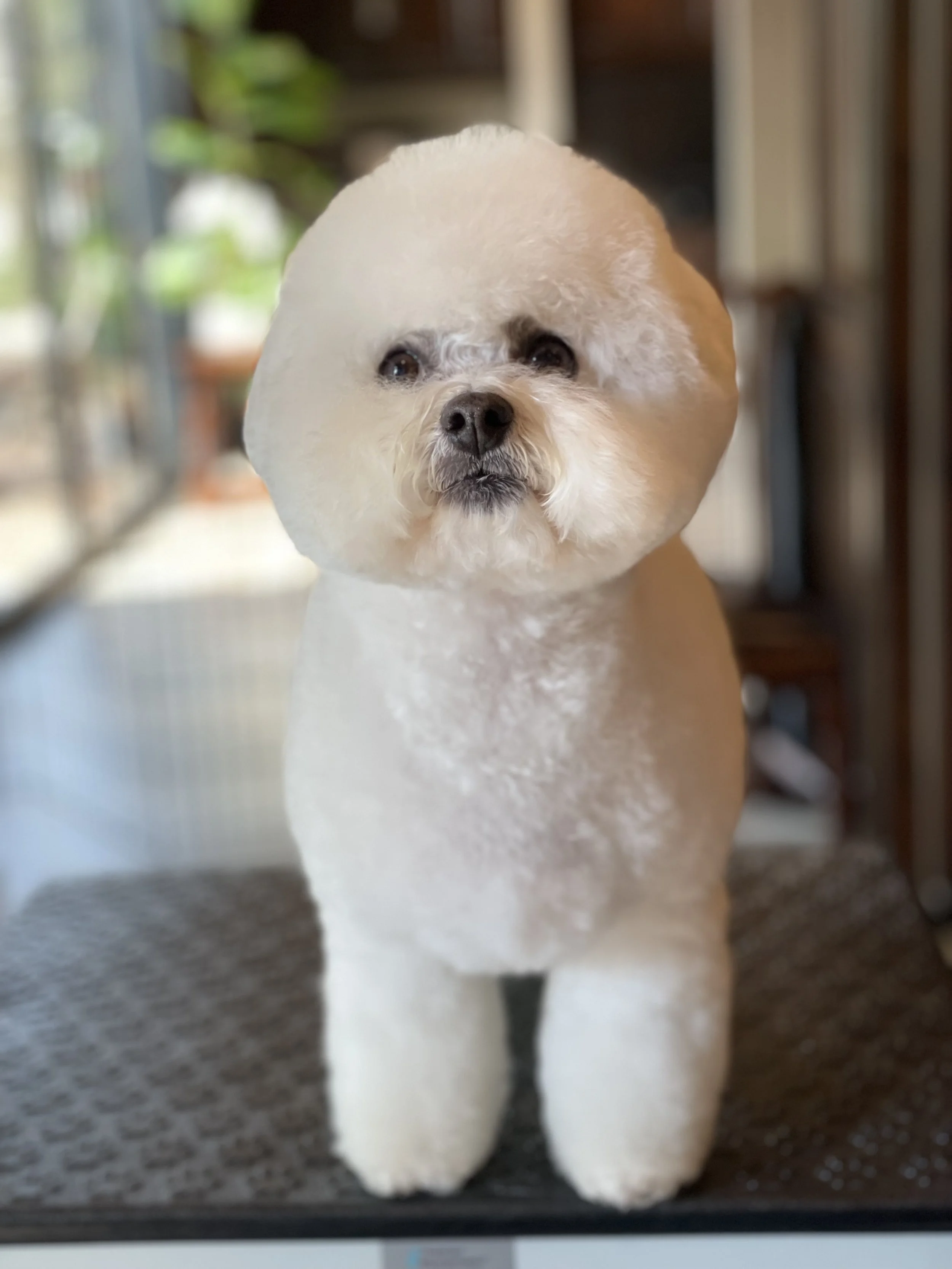 A small white dog with fluffy fur and black eyes looking directly at the camera, standing on a dark-colored surface indoors.