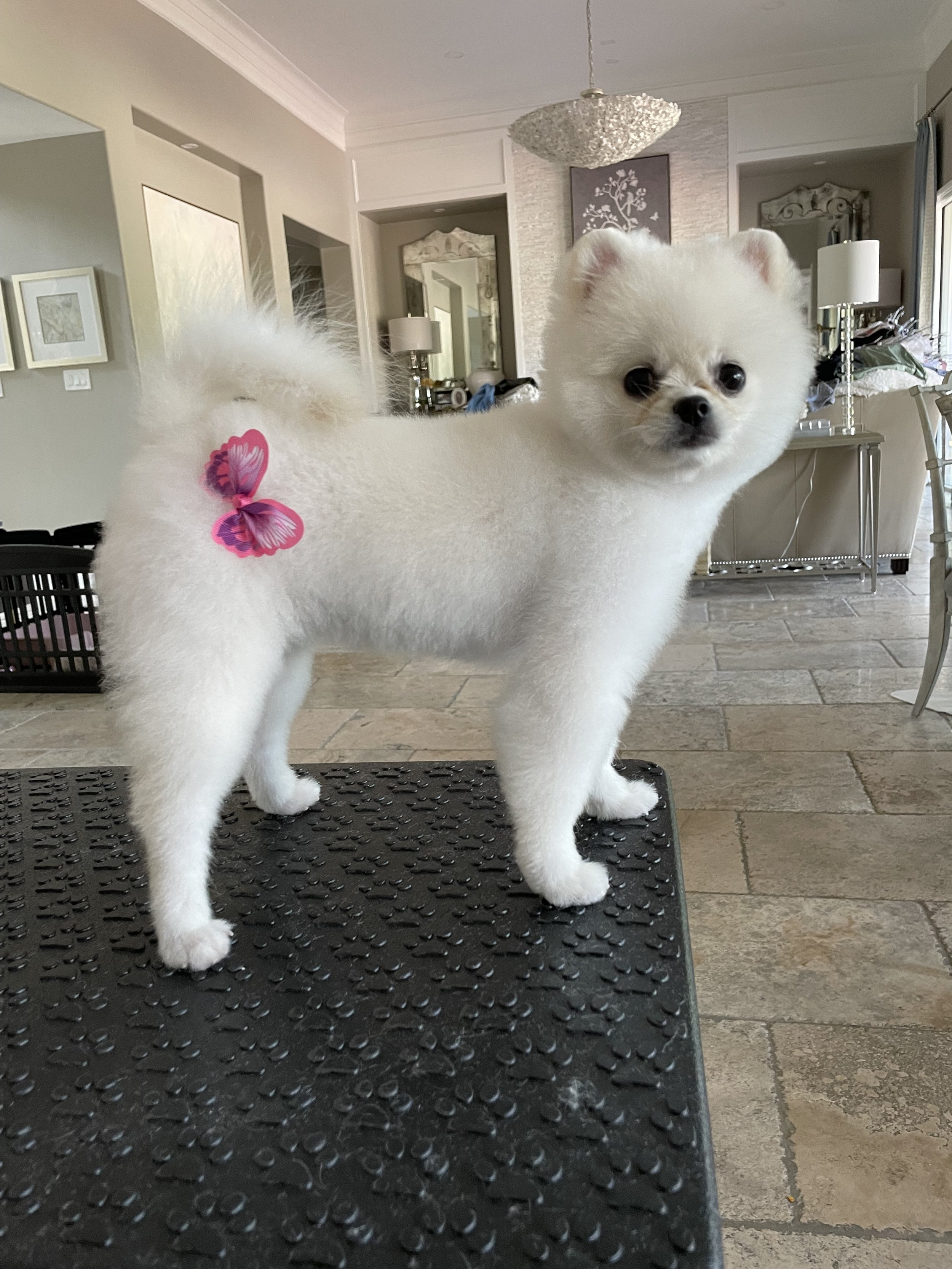 A small white puppy with fluffy fur and big dark eyes, wearing a pink butterfly-shaped accessory on its back, standing on a textured black mat inside a modern living room.