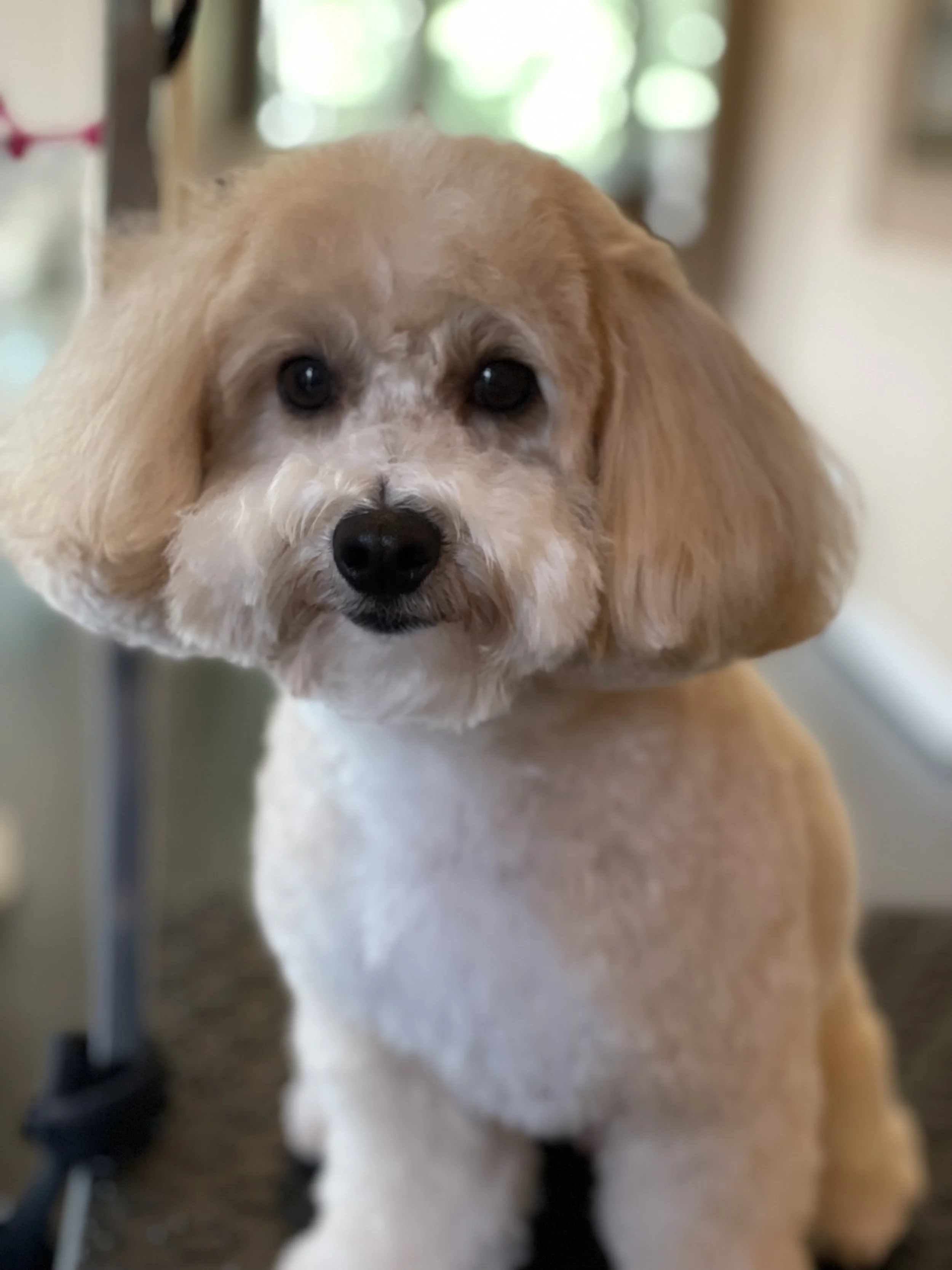 Close-up of a small tan and white dog with floppy ears, dark eyes, and a black nose, standing on a hardwood floor inside a house.