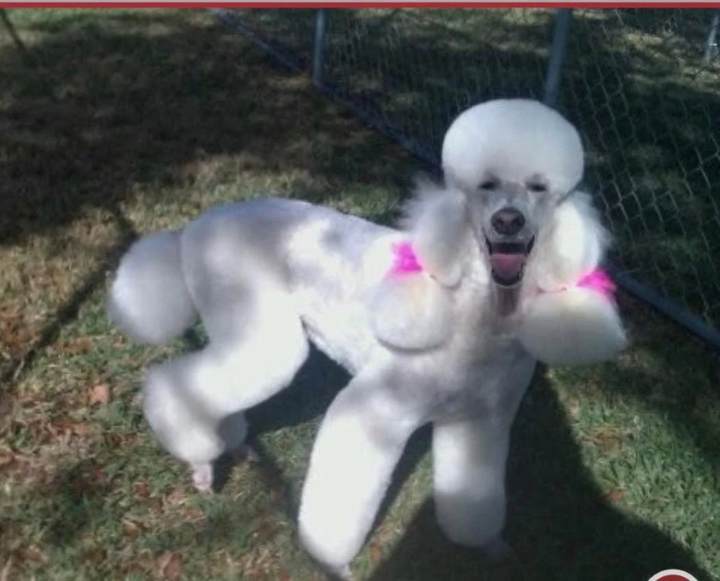 A dog with a poodle-style grooming, wearing pink accessories on its ears, standing on grass next to a chain-link fence, and smiling with its tongue out.