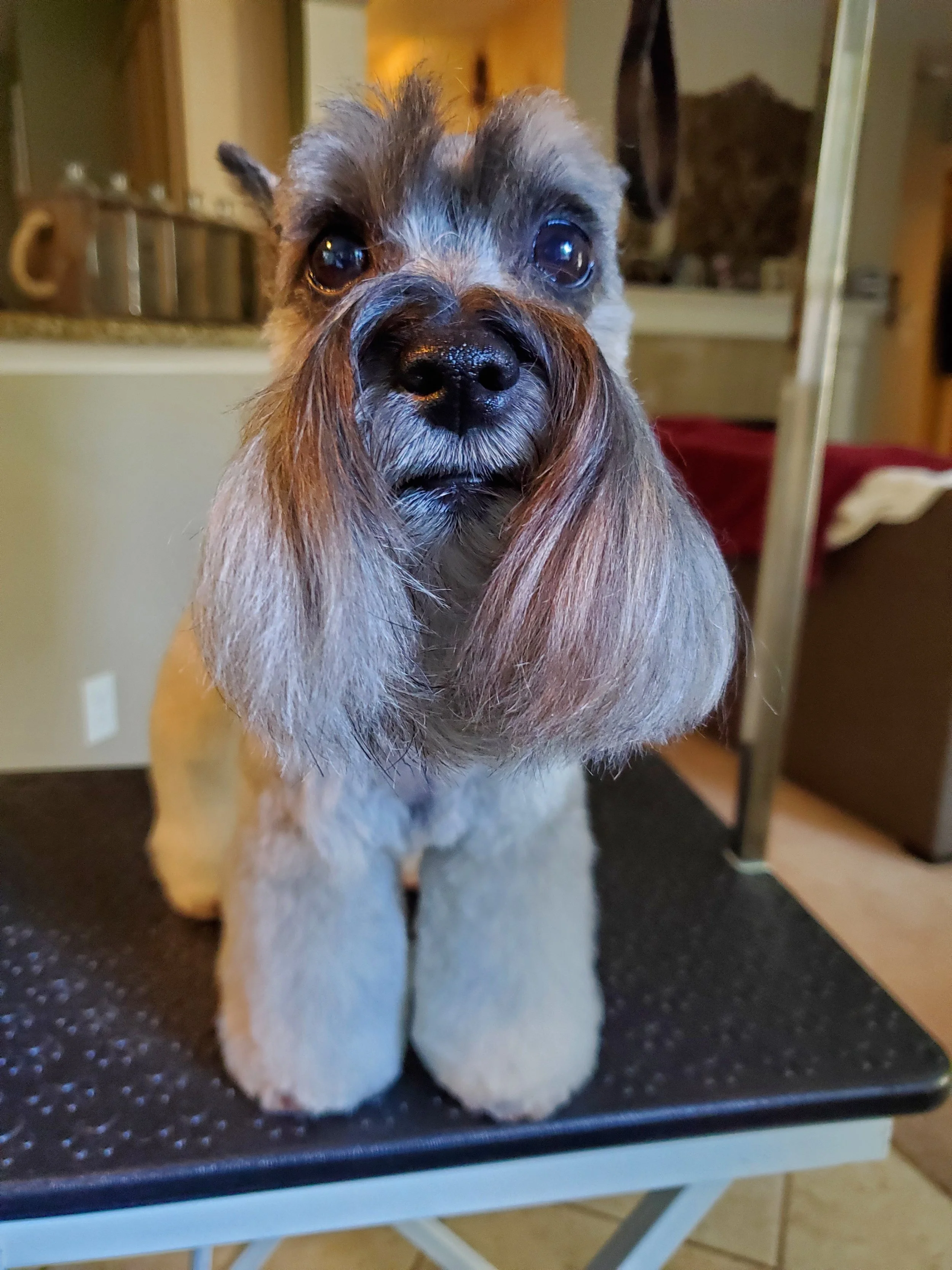 Close-up of a small dog with gray and brown fur, sitting on a clipper table, looking at the camera with expressive eyes.