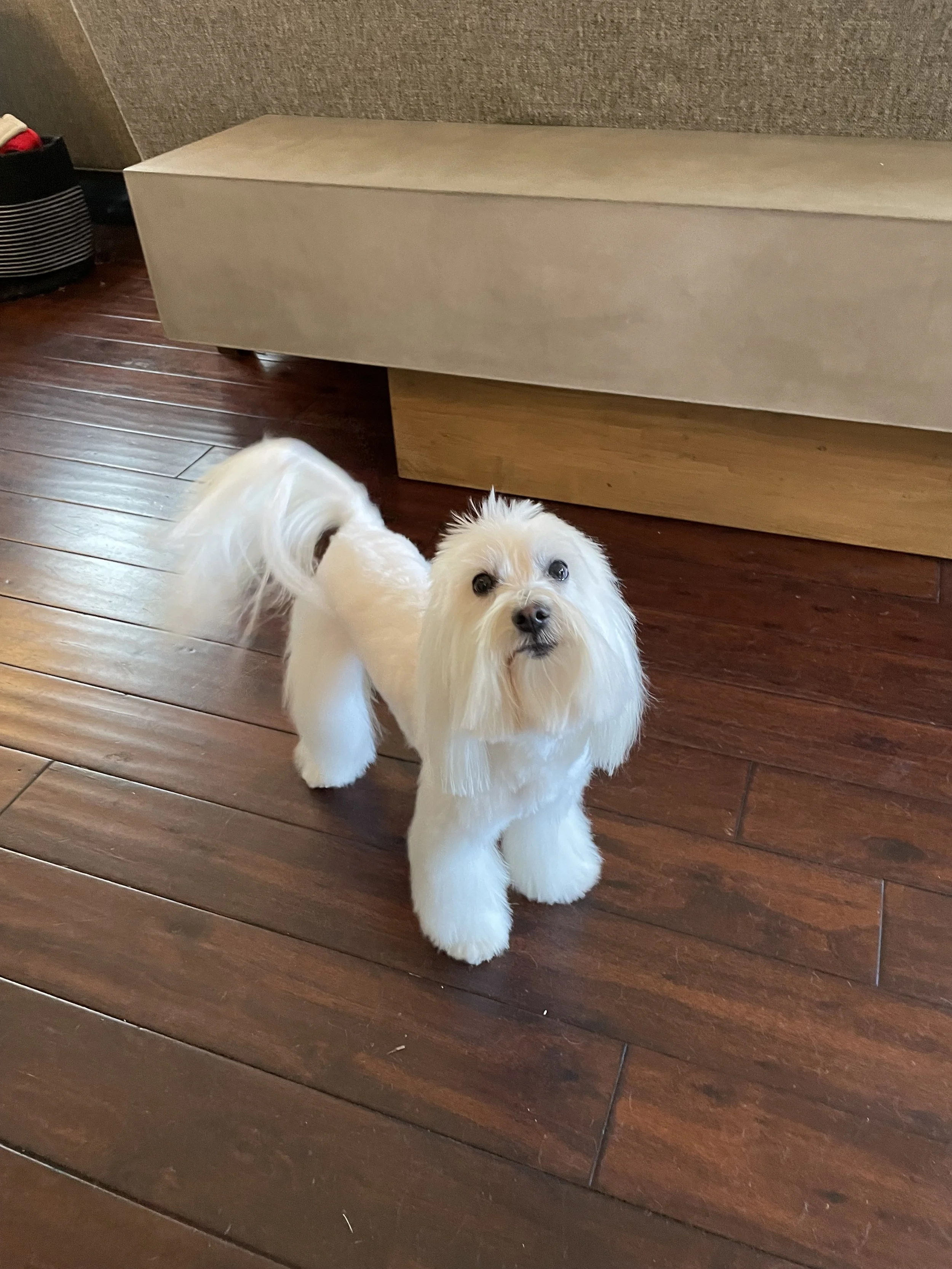 A small white dog with long fur and a fluffy tail standing on a dark wooden floor indoors, looking up with dark eyes.