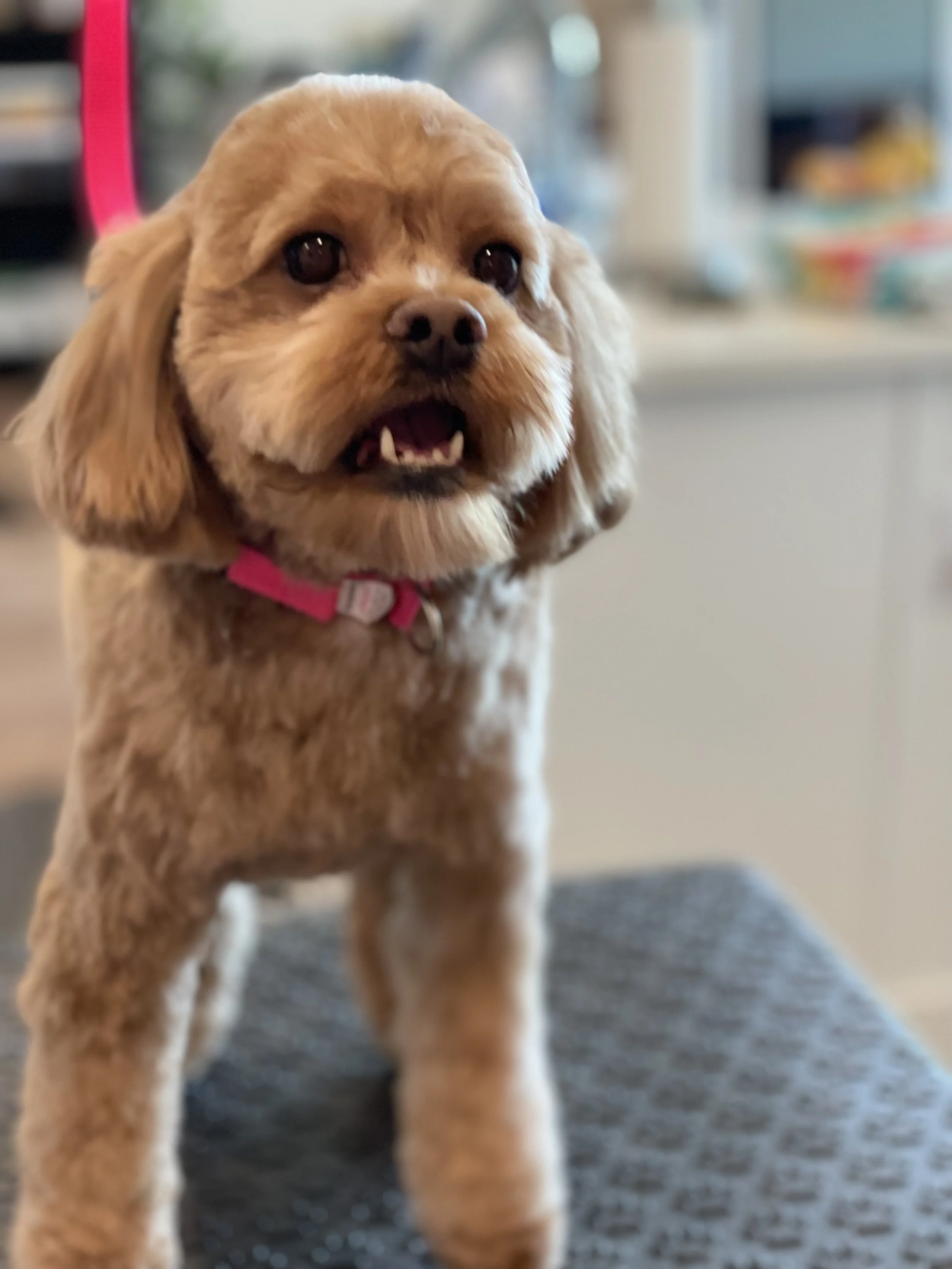 Close-up of a small, fluffy, tan-colored dog with dark eyes and a pink collar, standing indoors on a carpeted floor.