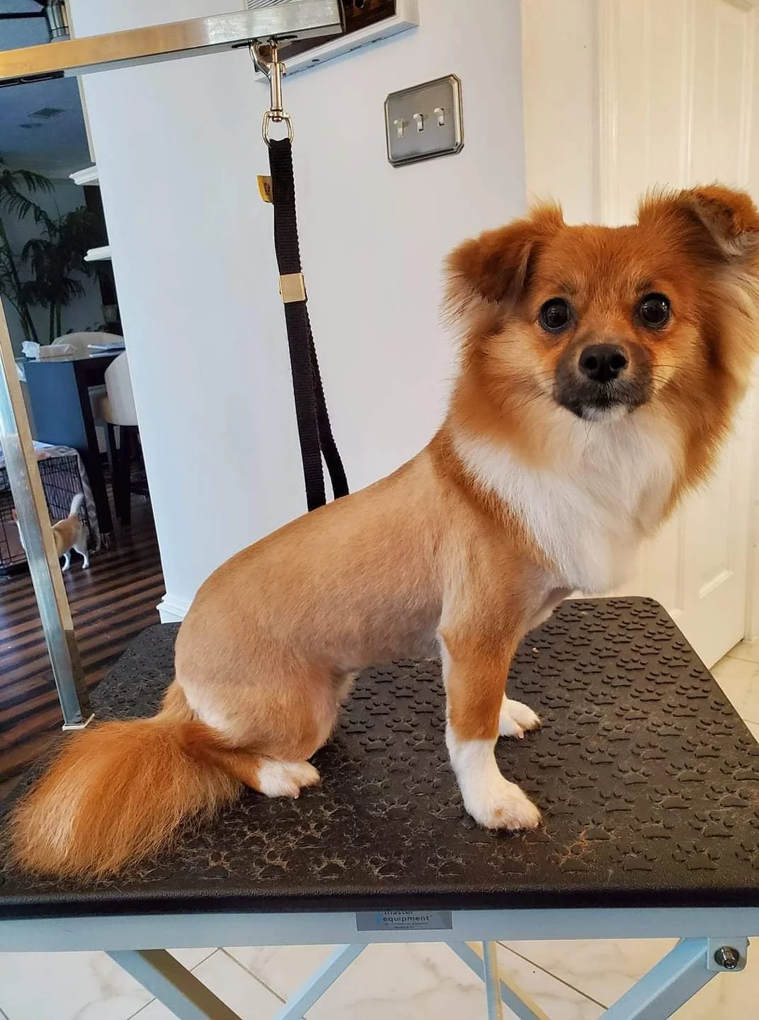 A small tan and white dog with fluffy ears sitting on a grooming table in a home.