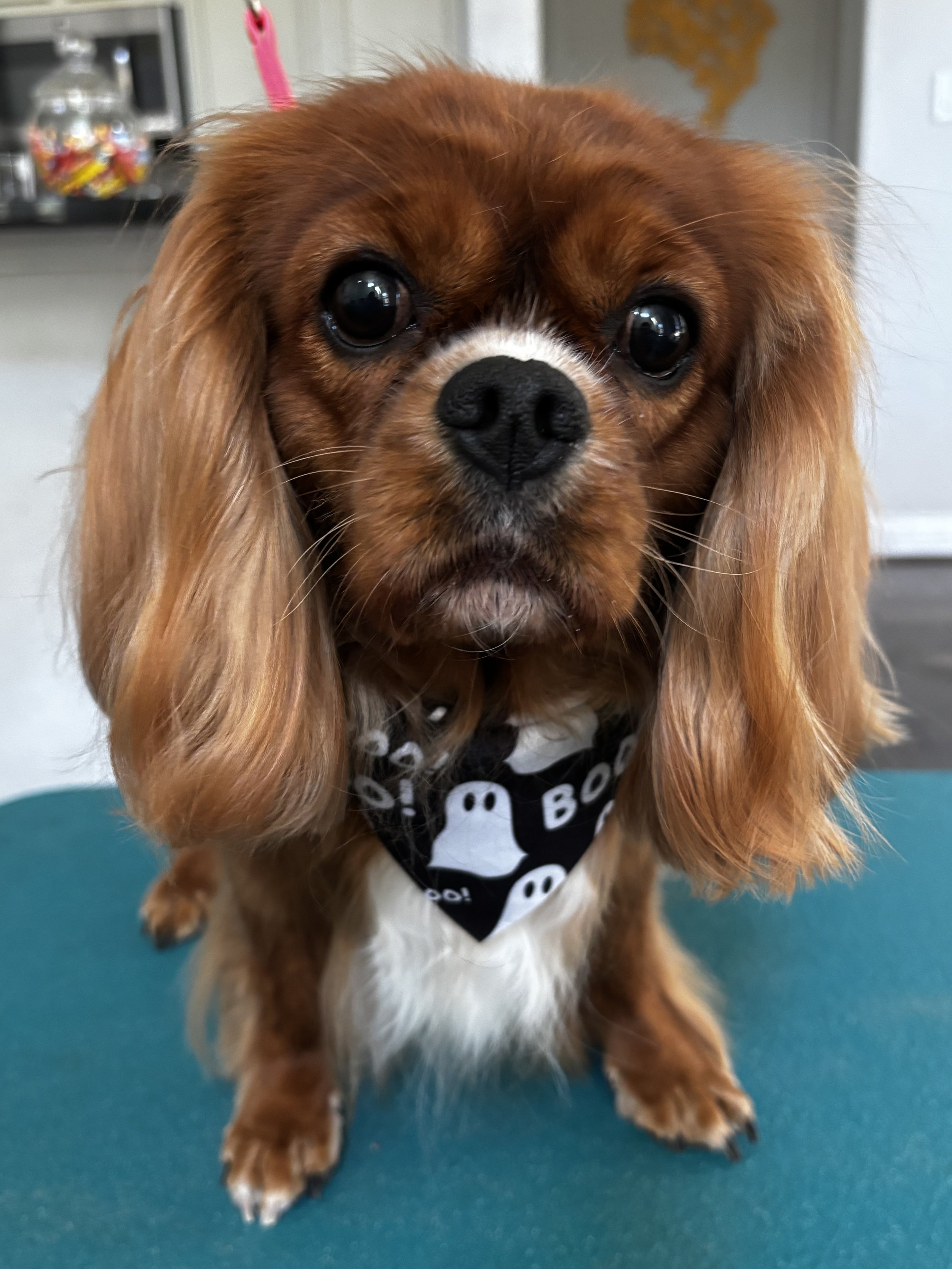 A red and white Cavalier King Charles Spaniel with a Halloween bandana sitting on a green grooming table. 