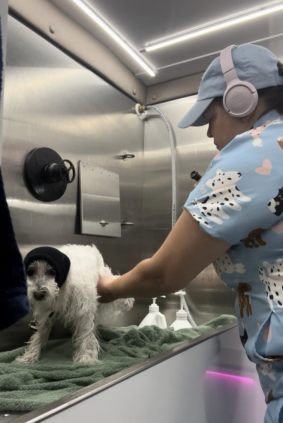 A Coton De Tulear getting blow dried by her groomer while wearing a Happy Hoodie to keep the dryer sound lowered. 