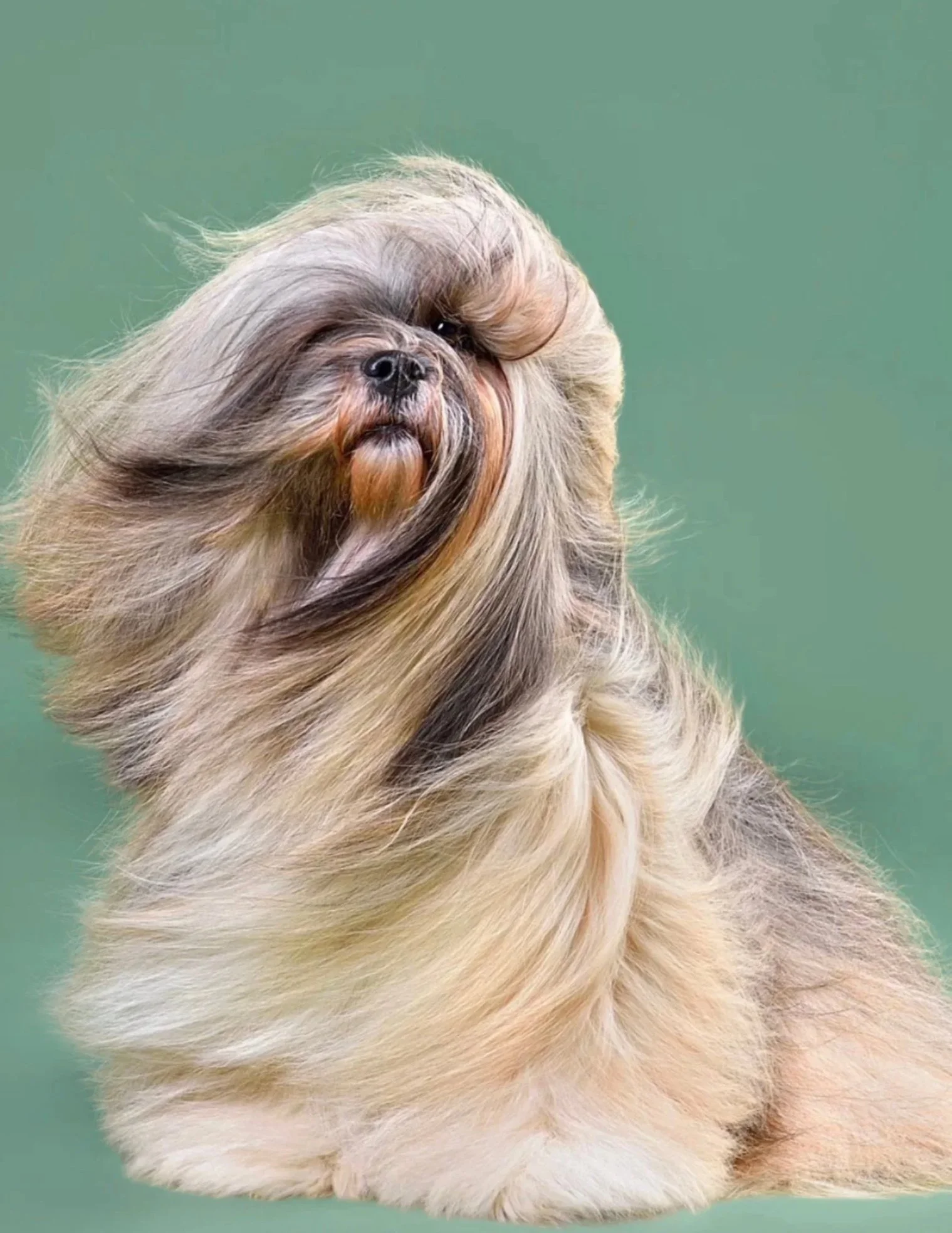 A small dog with long, flowing fur and a flat face, sitting outdoors against a green background.