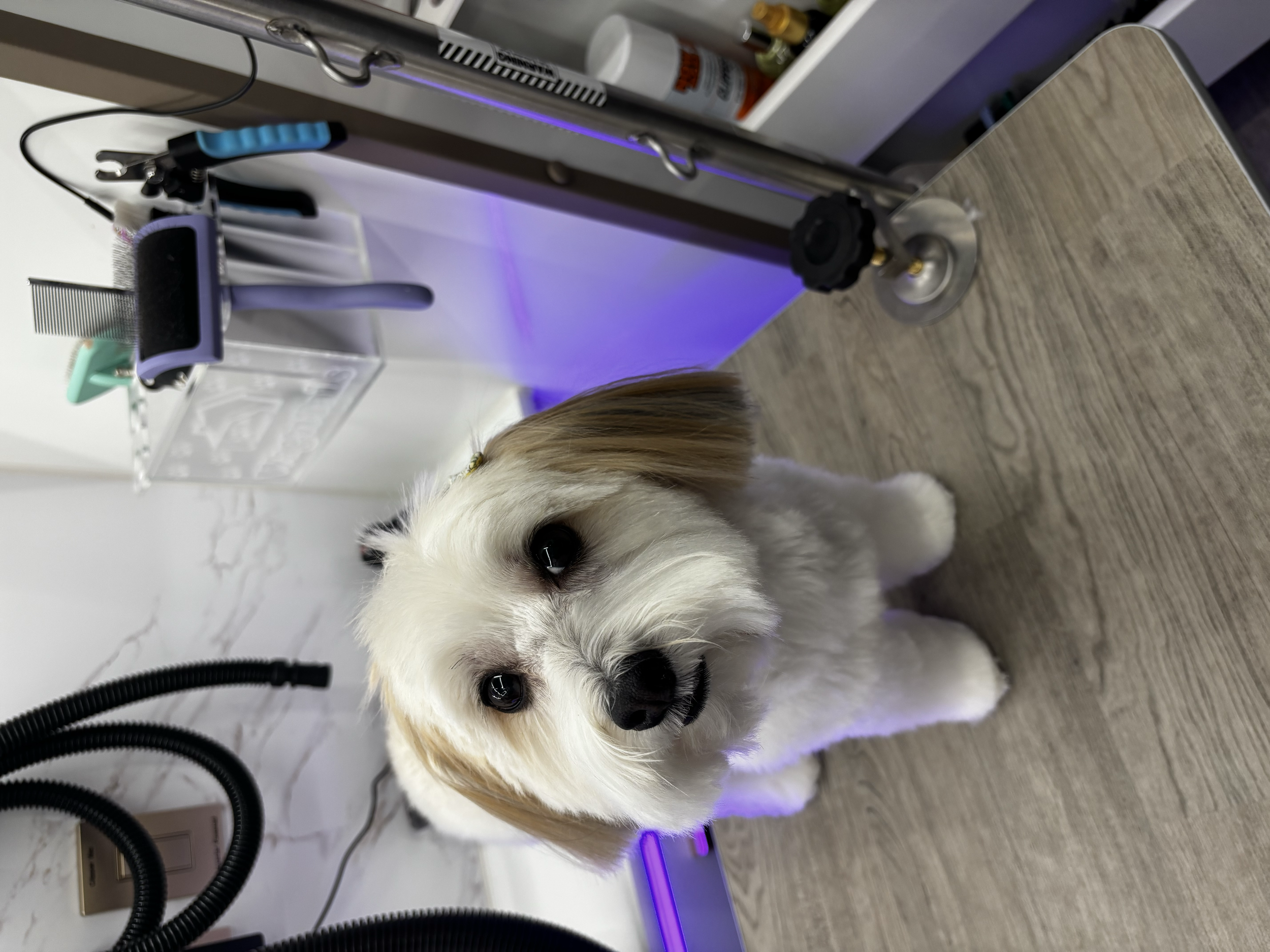 Small white fluffy dog with brown ears clipped in a 1 and a half inch length leaving her looking neat and tidy. 