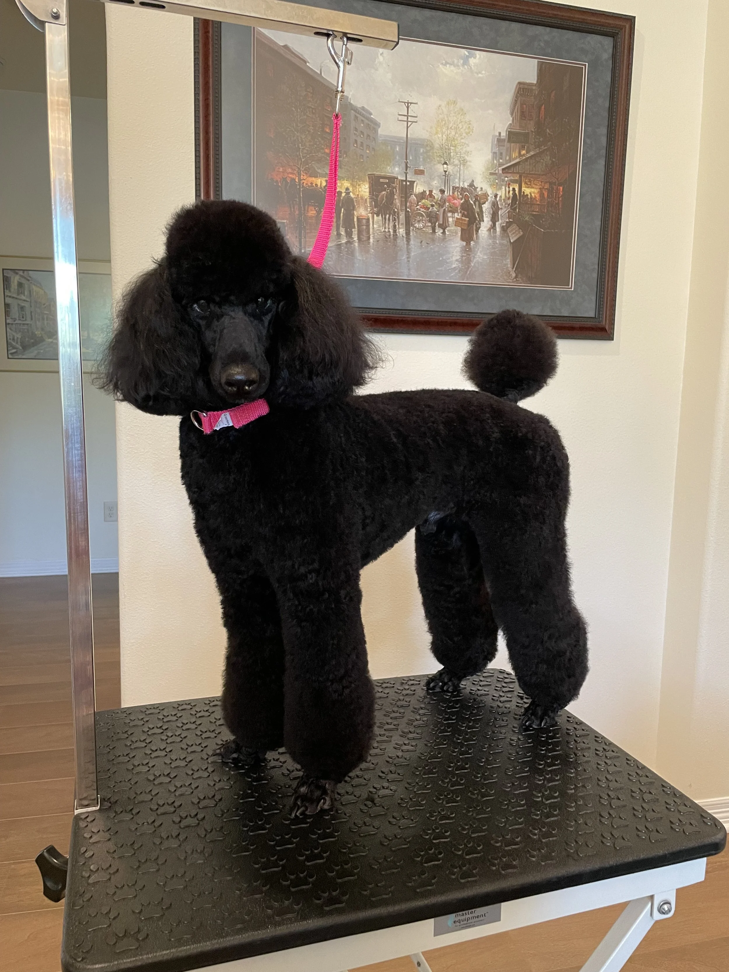 A black poodle with a pink collar standing on a grooming table in front of a framed painting of a rainy street scene.