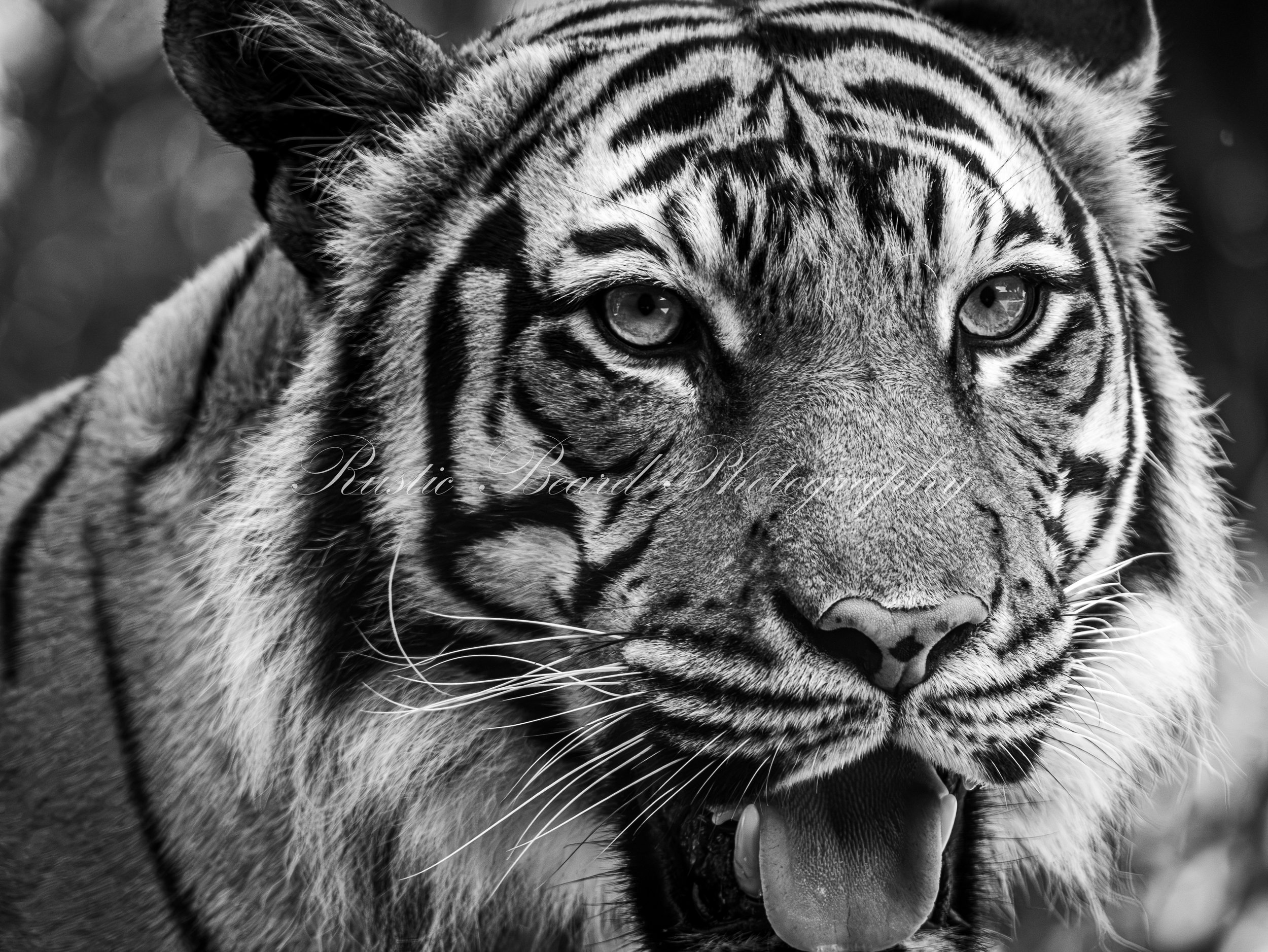 Tiger In You