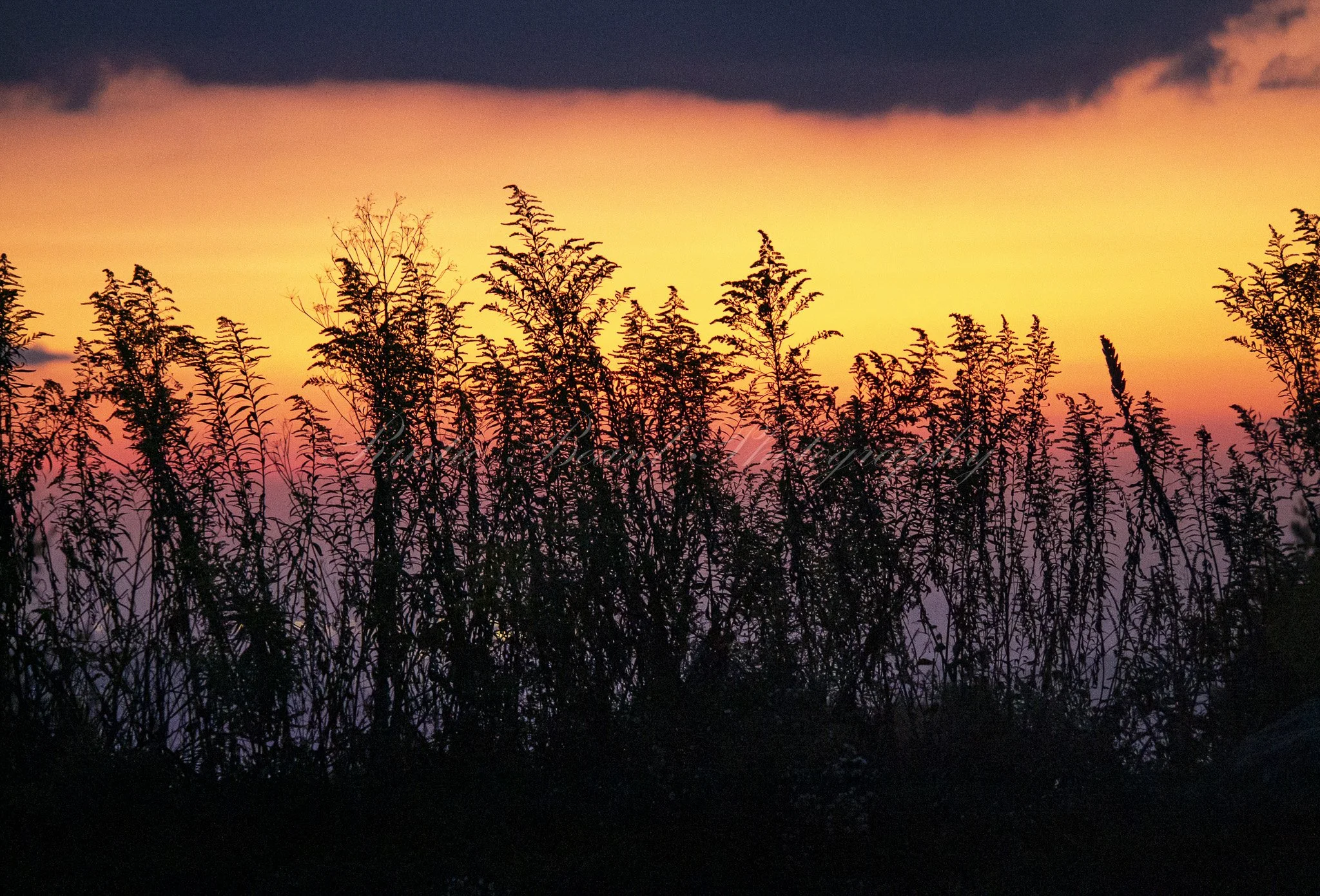 Prairie Sky