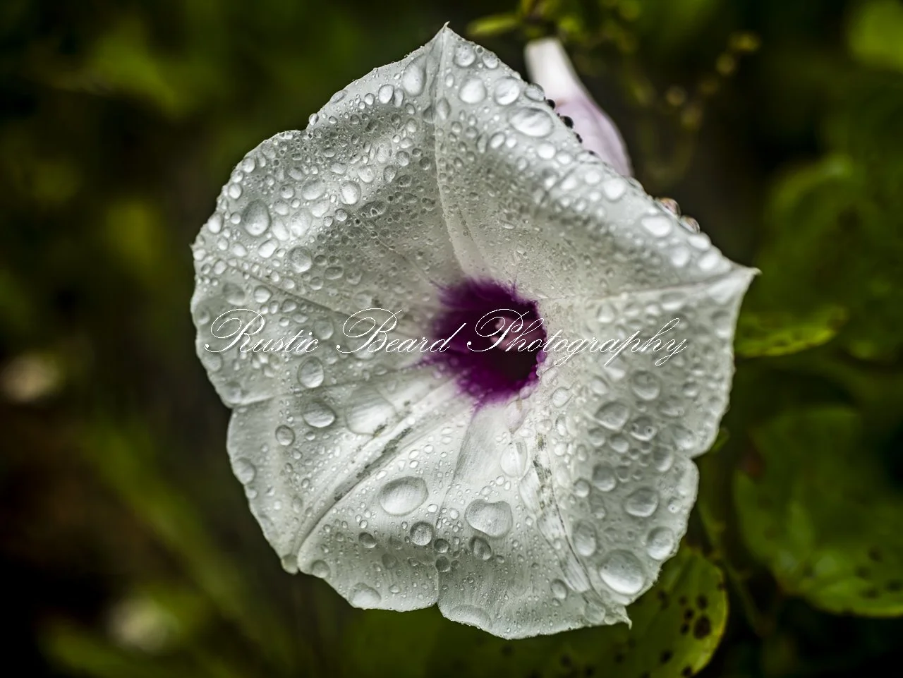 Natures Trumpet