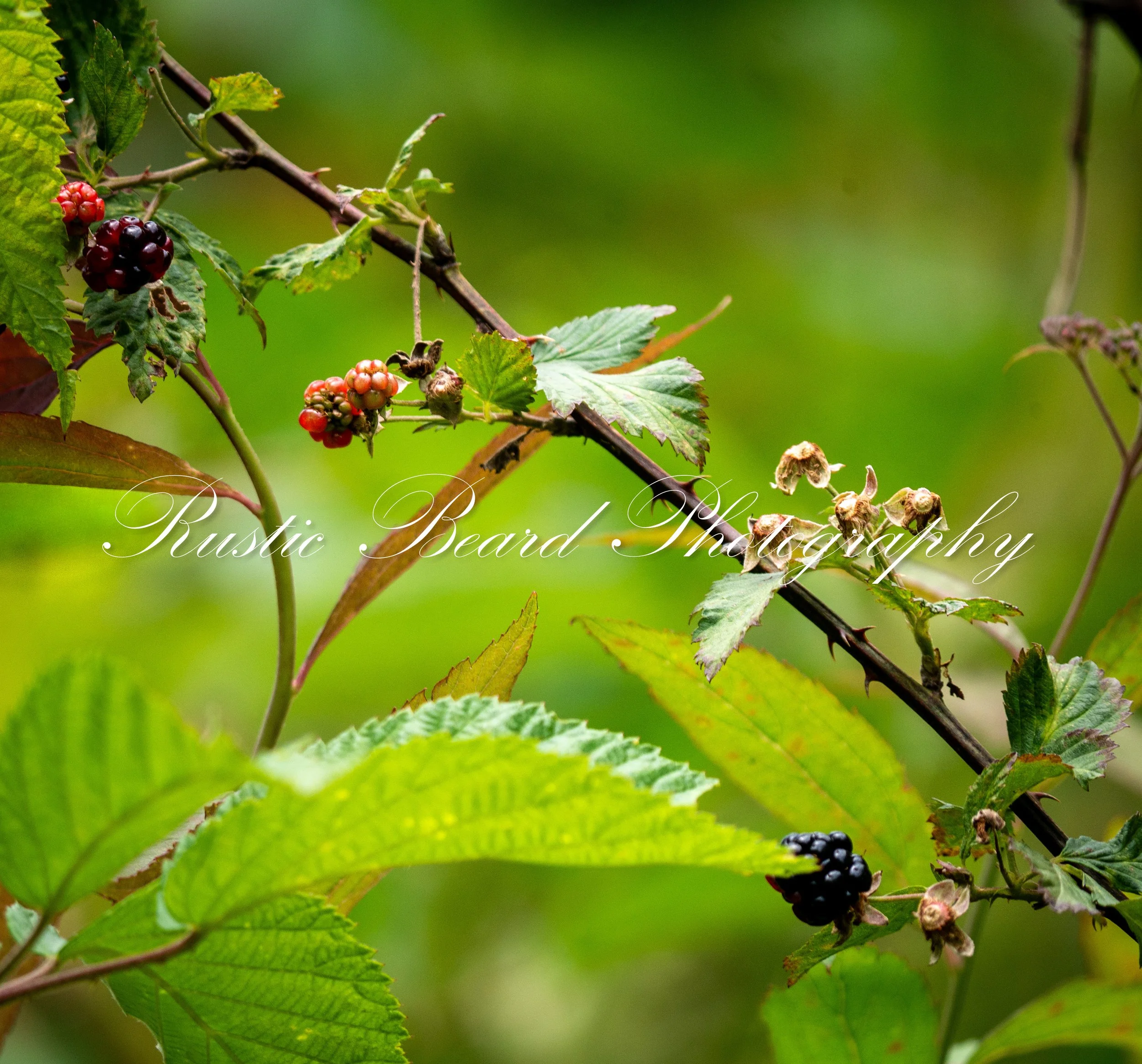 Bearing Fruits