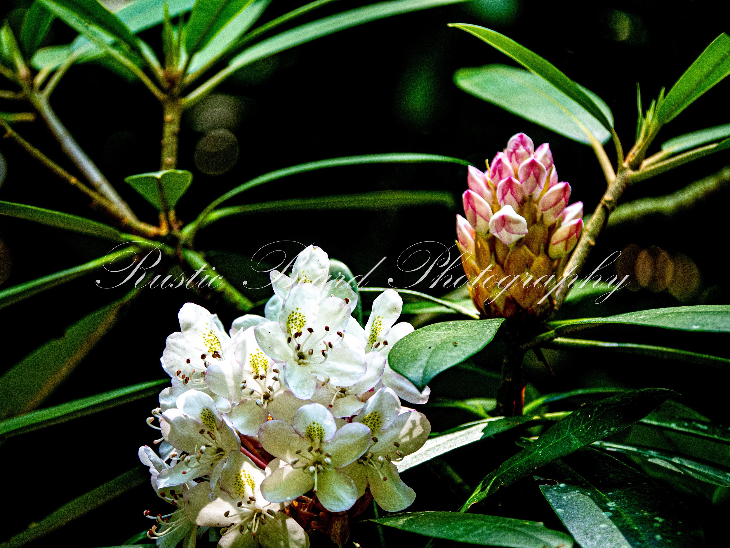 Roan Mountain Gems