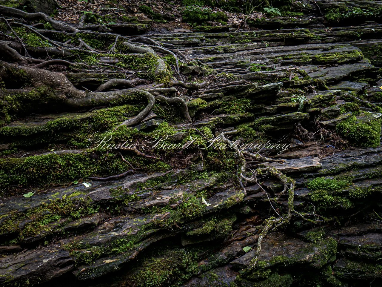 Deep Roots.jpg