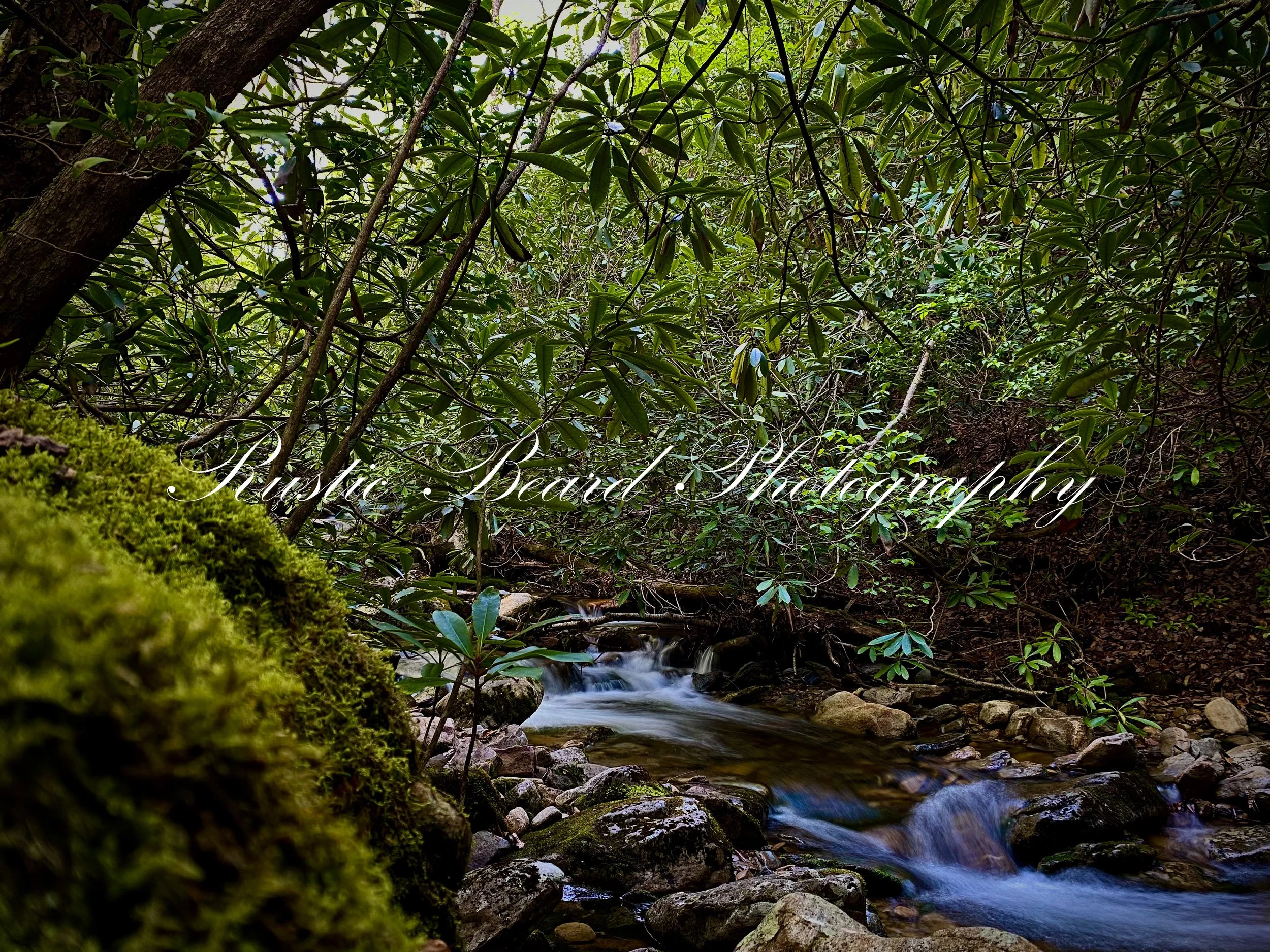 Deep Forest.jpg