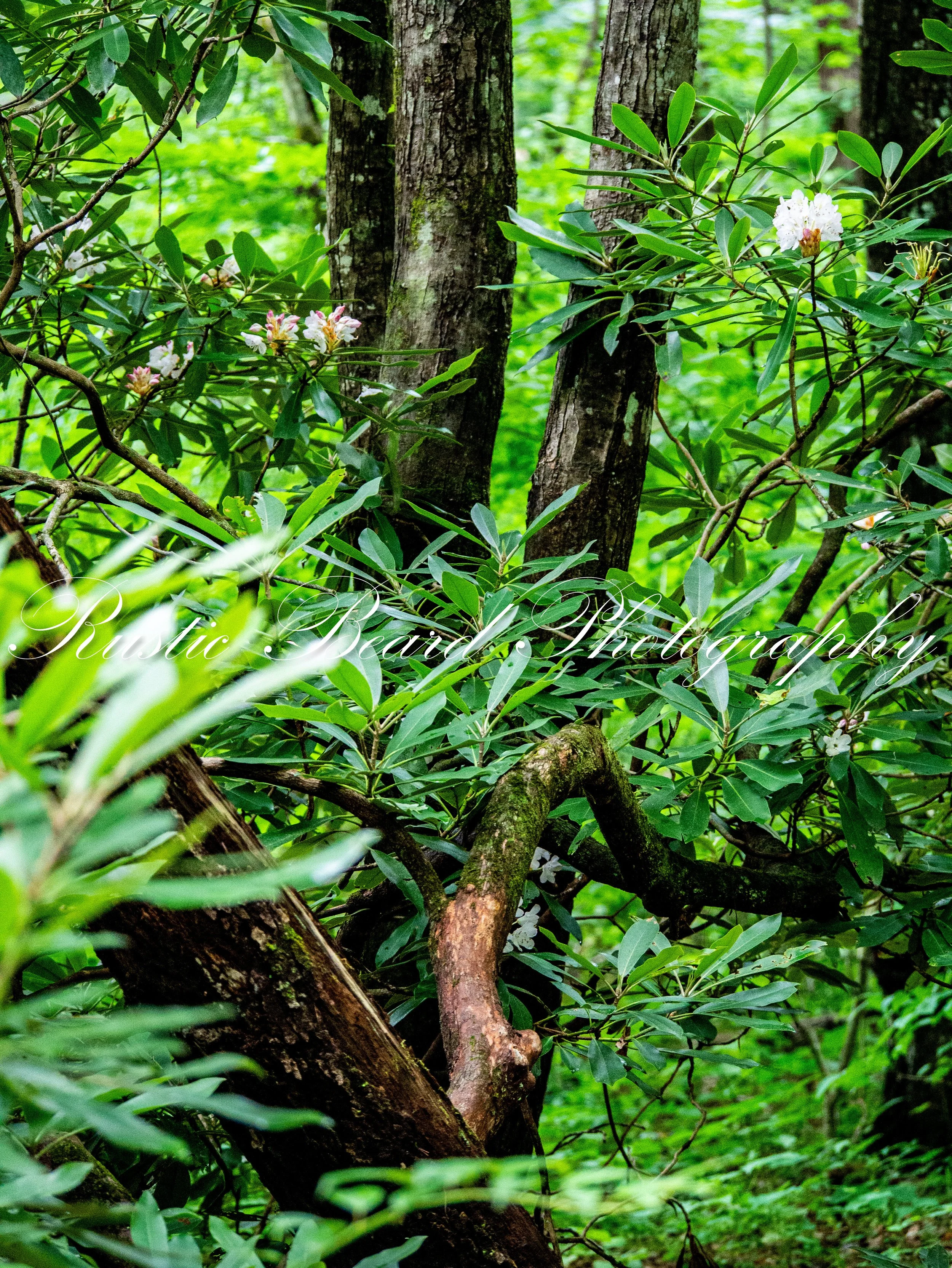 Natures Path.jpg
