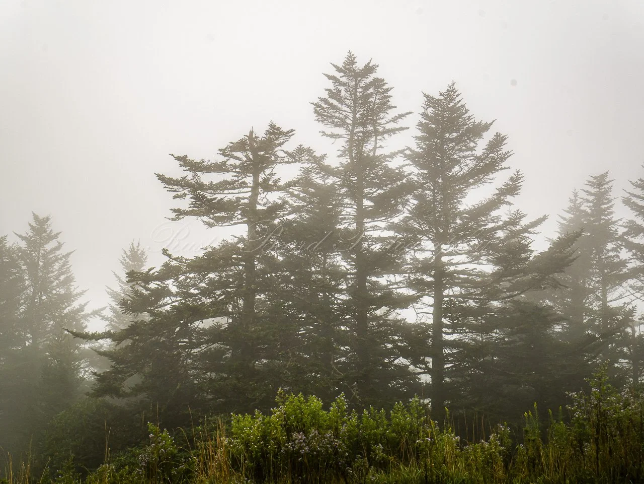 Mist on The Mountain