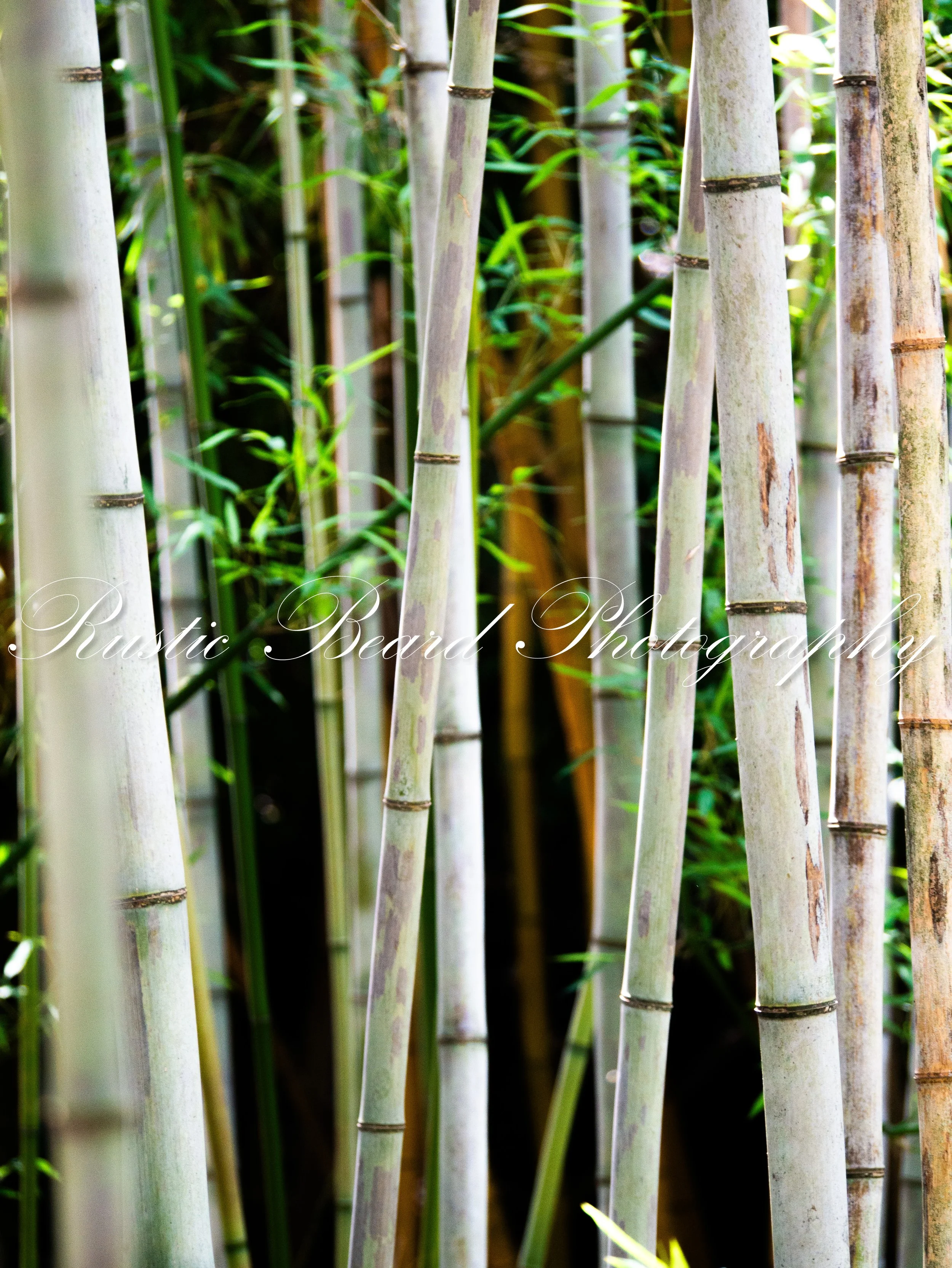 Asian Forest