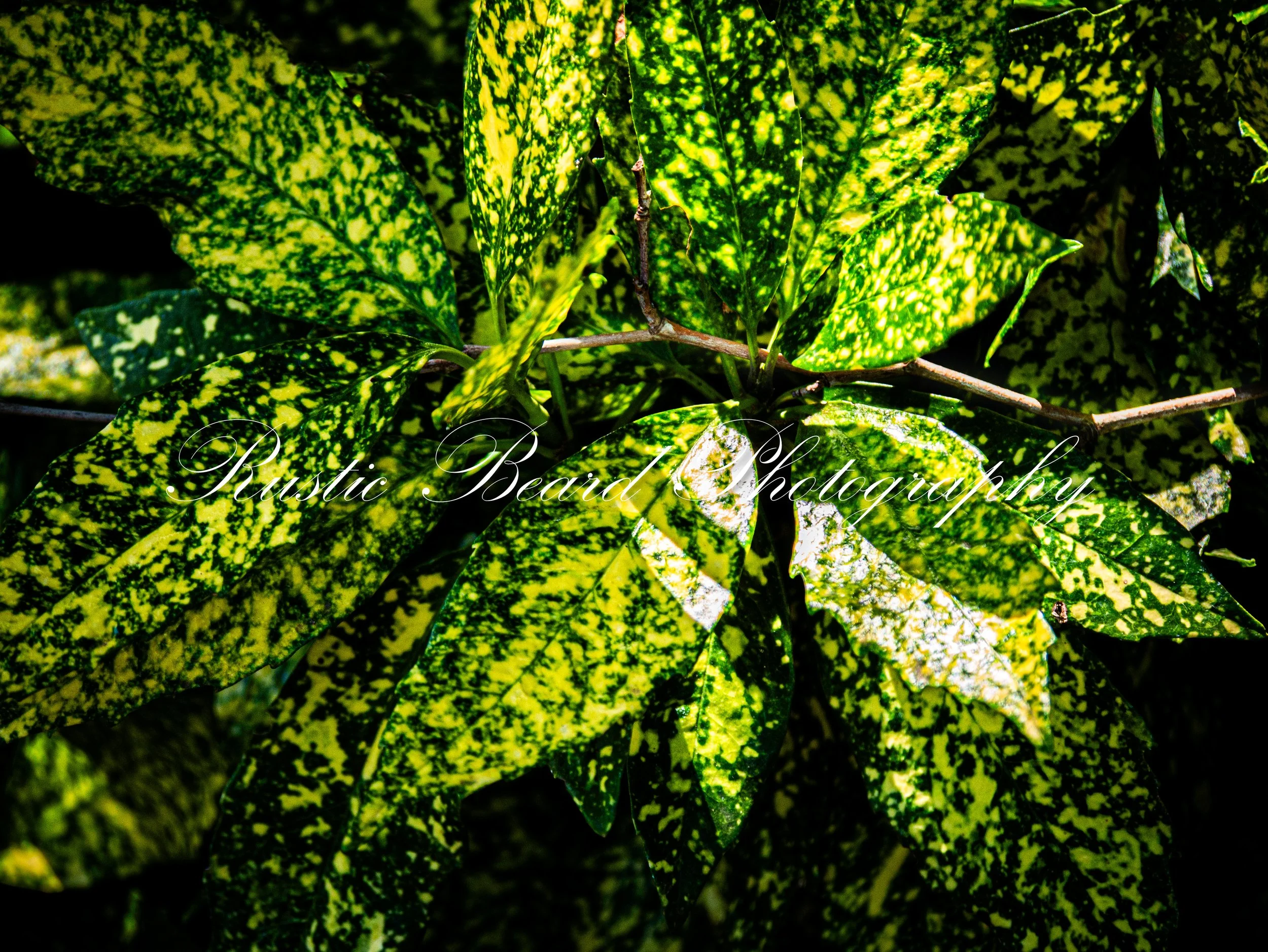 Exotic Leaves