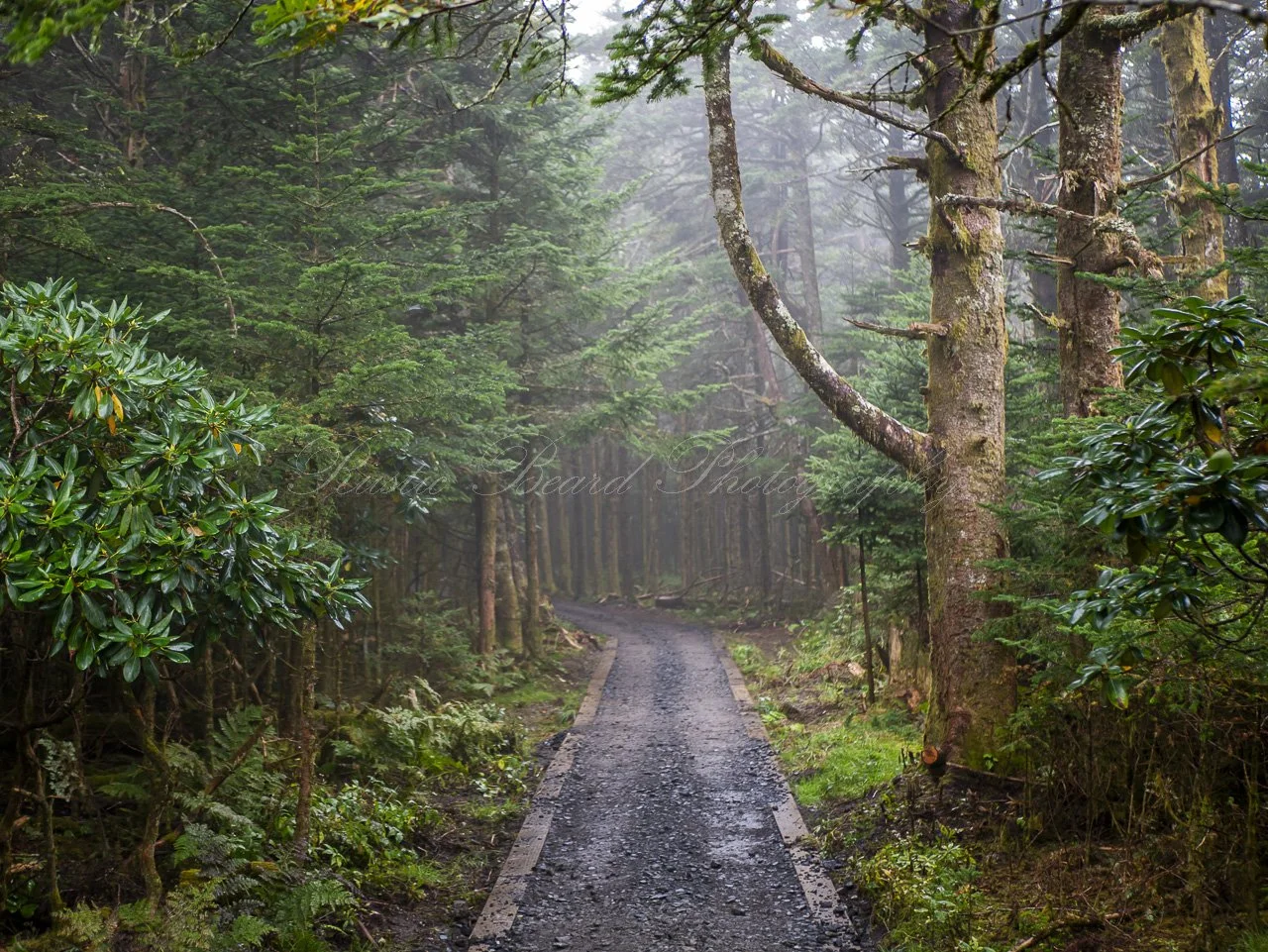 A Path Alone.jpg