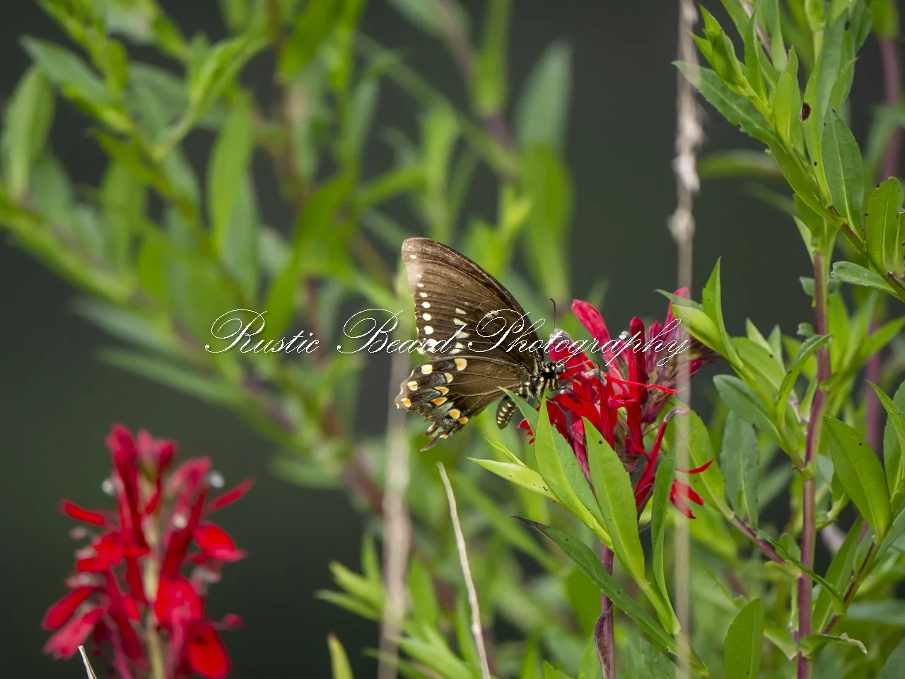Eastern Black Swallowtail