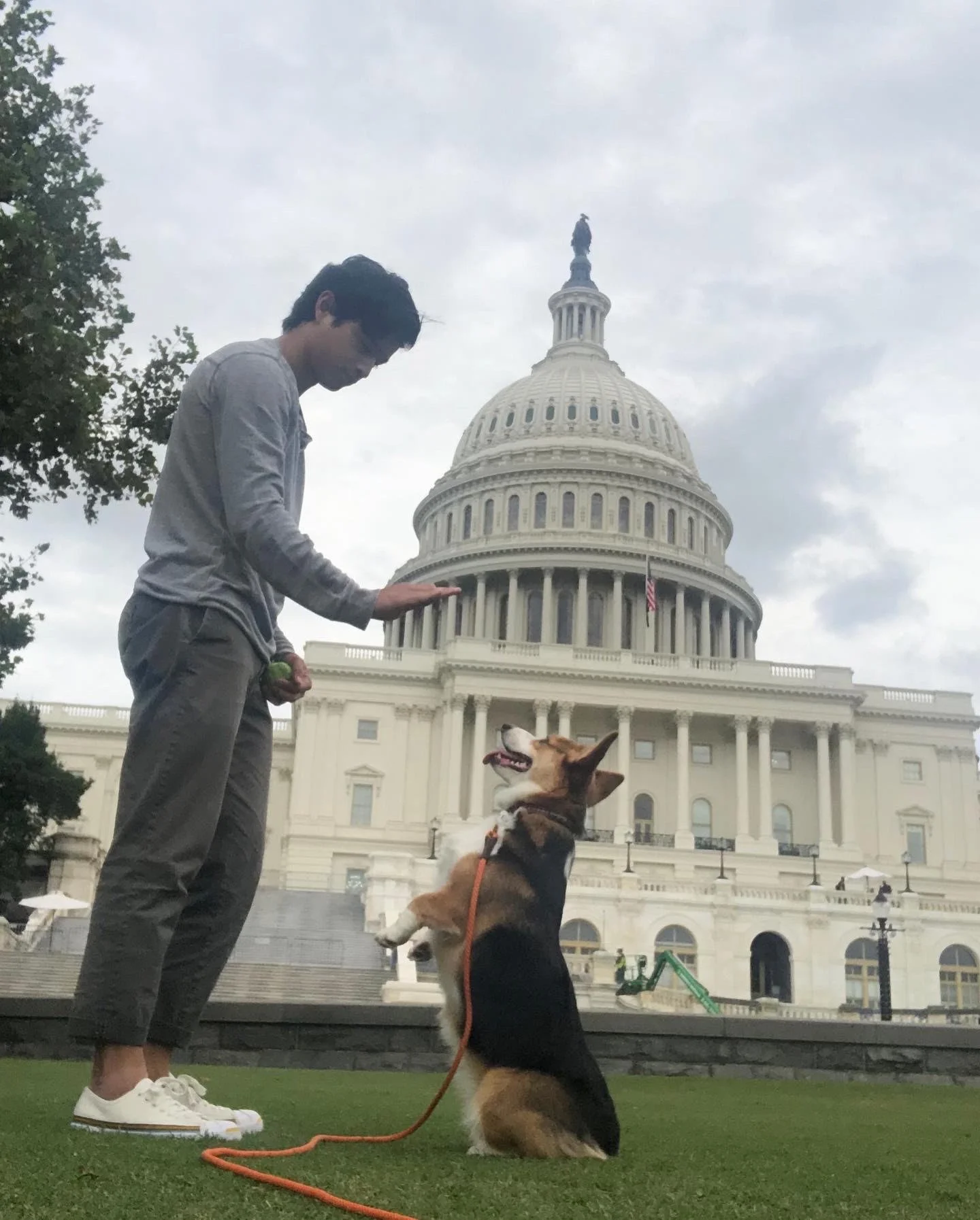 A young man with glasses and dark hair, wearing a light grey shirt and dark pants, interacting with a dog in front of the U.S. Capitol building. The dog, sitting on the grass, is a large breed with a tricolor coat and is wearing a harness. The young man is reaching out to the dog, while the dog looks up at him, with a cloudy sky overhead.