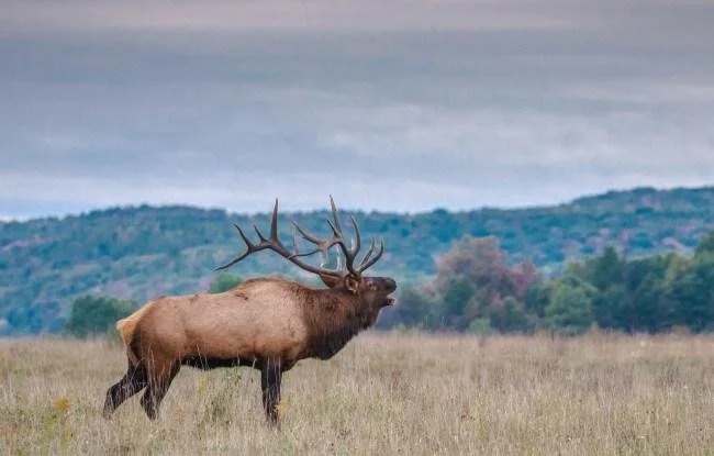 A large elk with big antlers standing in a grassy field with hills and trees in the background.
