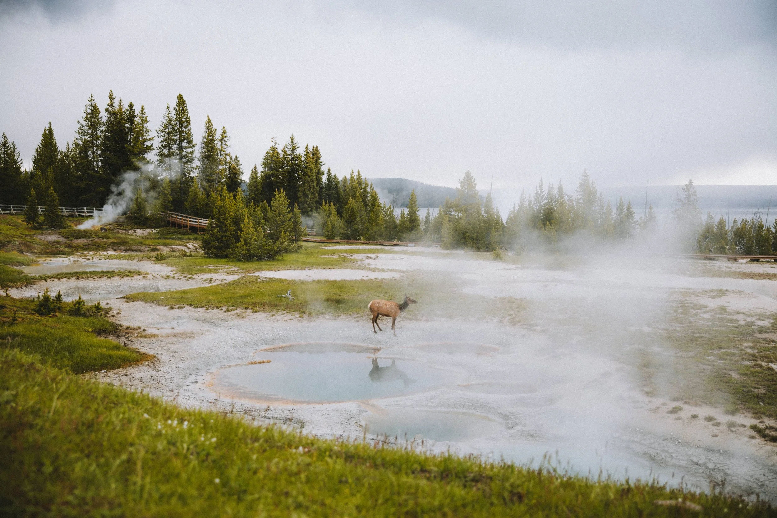 yellowstone-national-park-wyoming-wildlife-road-trip-photography-the-mandagies-208.jpg